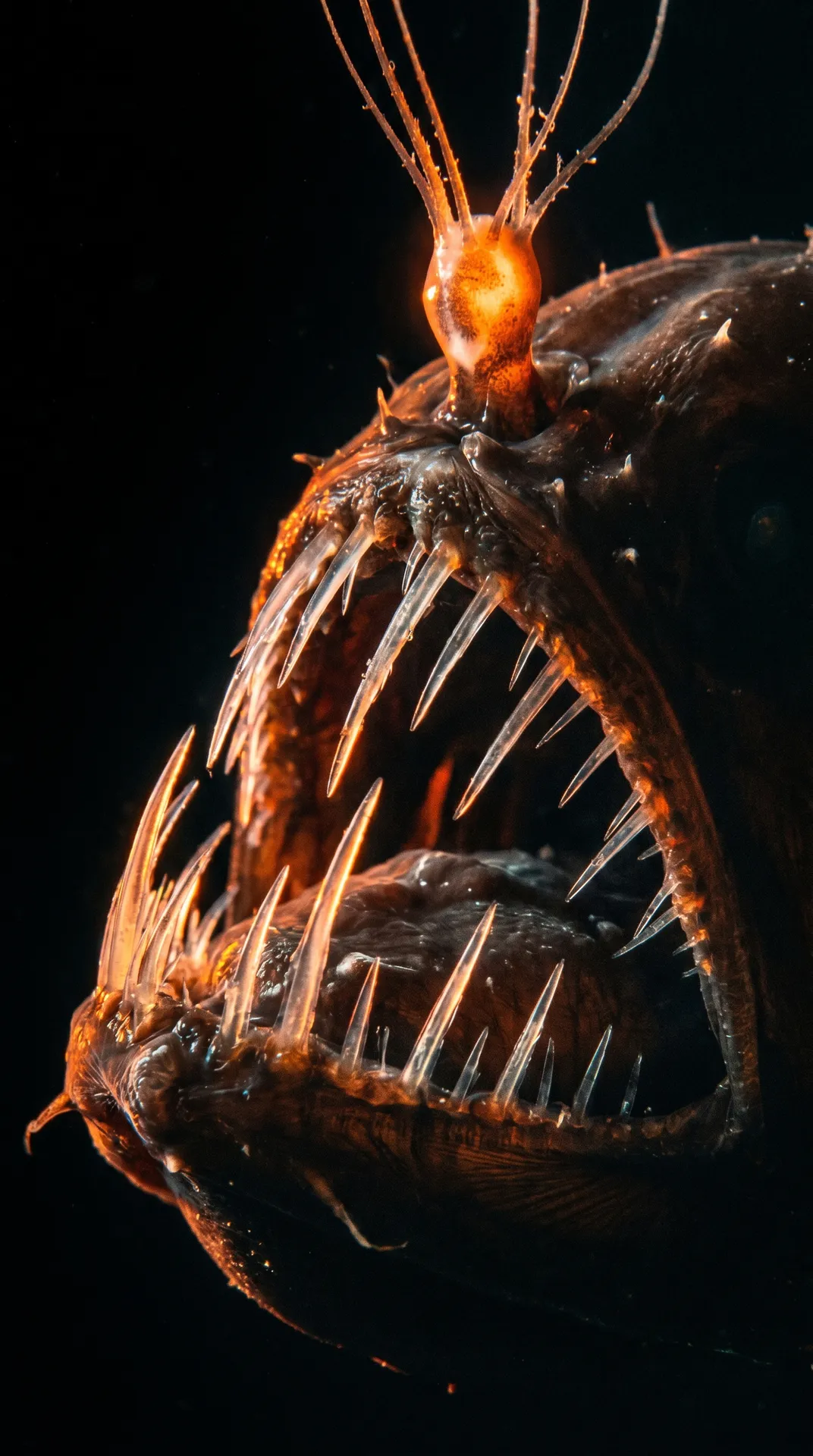Anglerfish 2