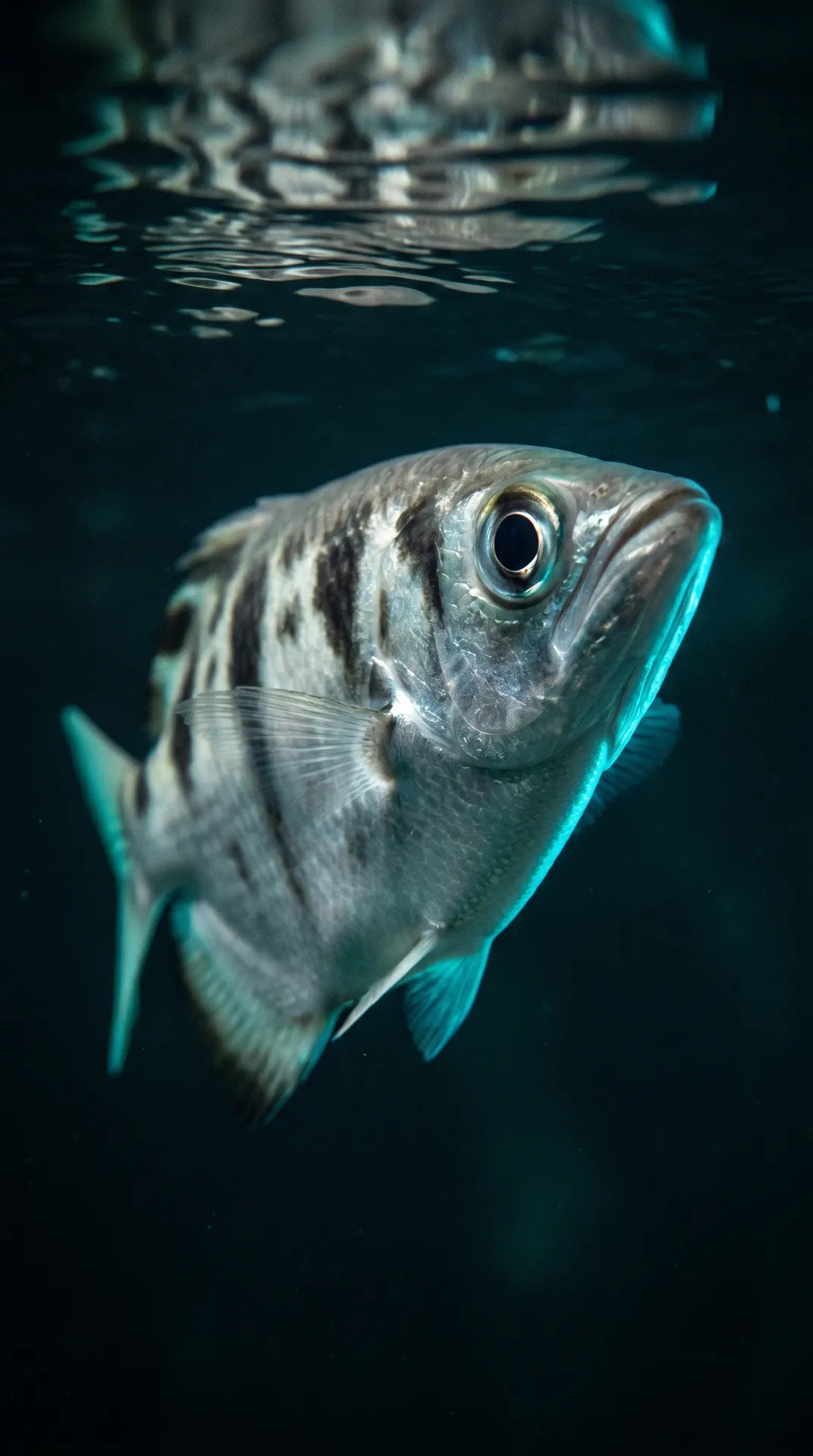 Archerfish
