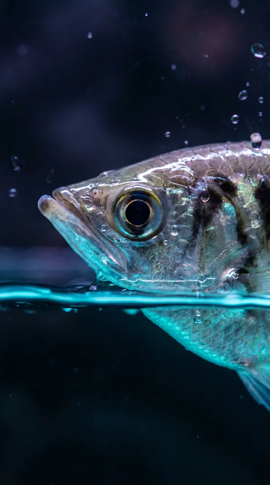 Archerfish 2
