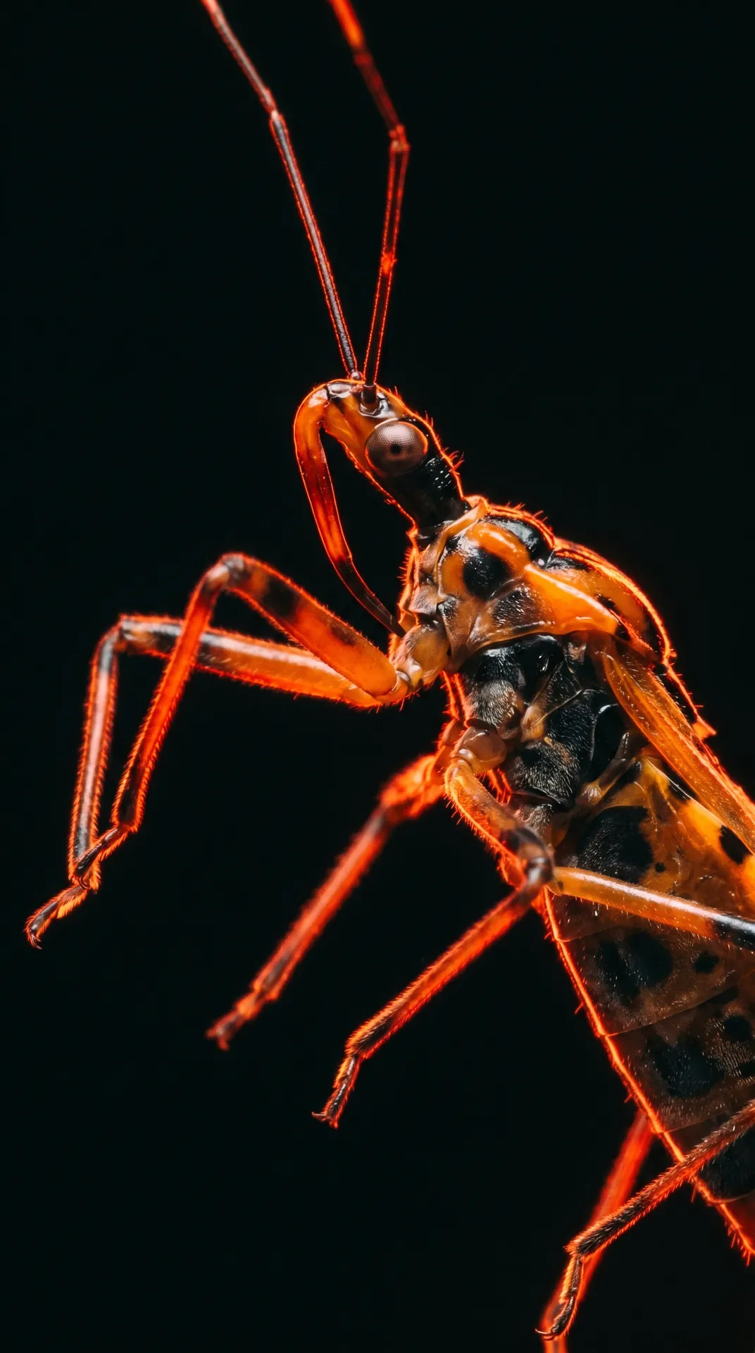 Assassin Bug
