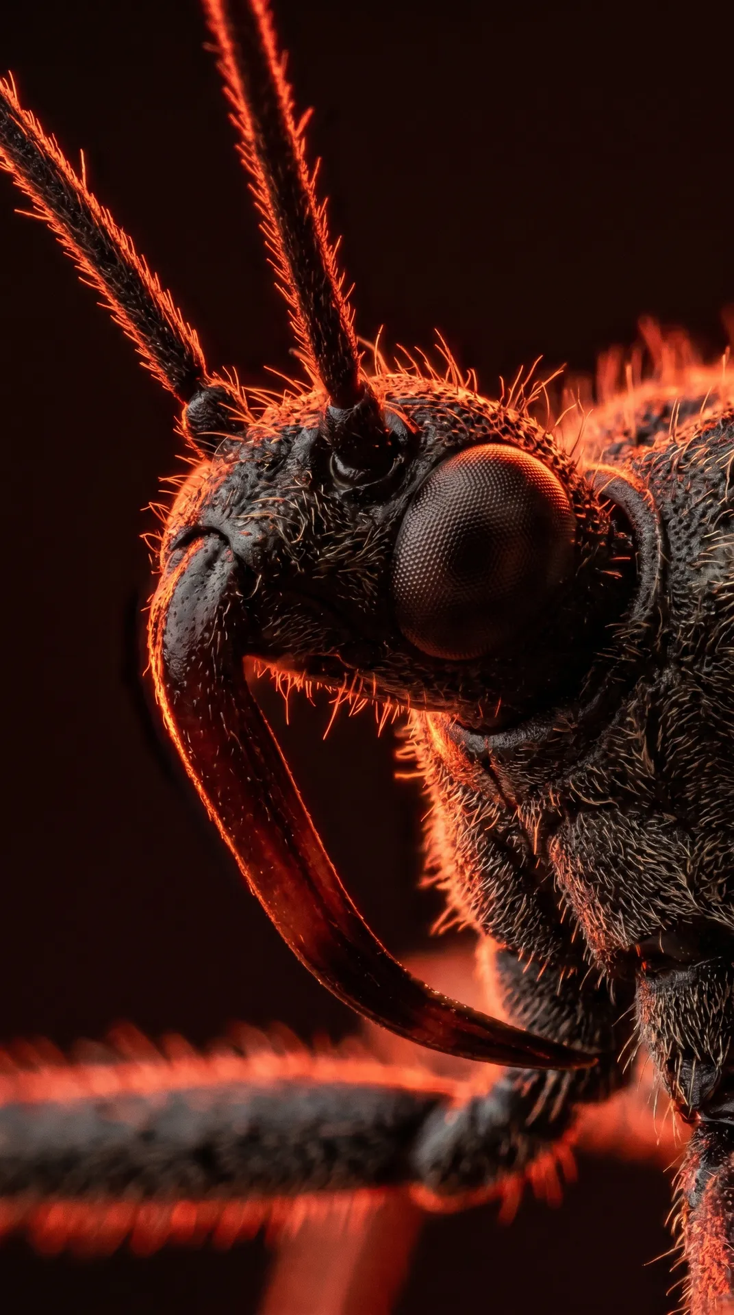 Assassin Bug 2