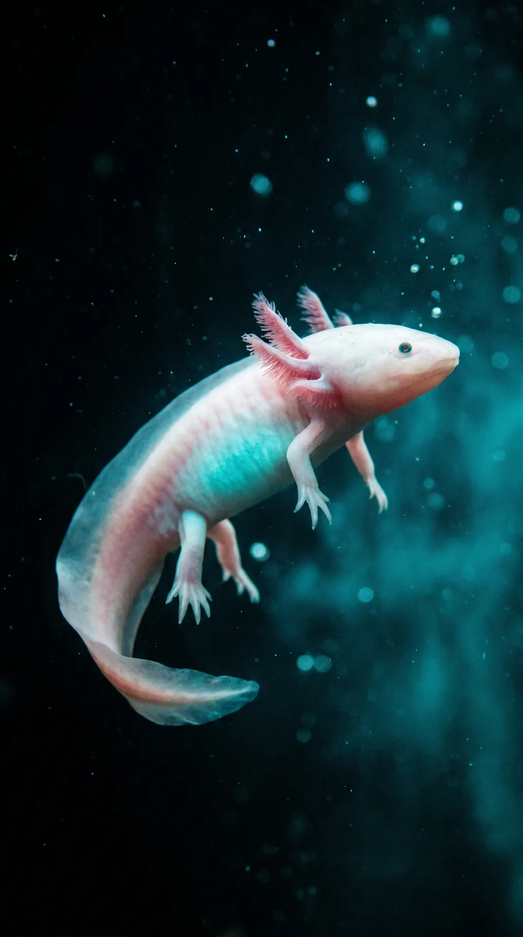 Axolotl 3