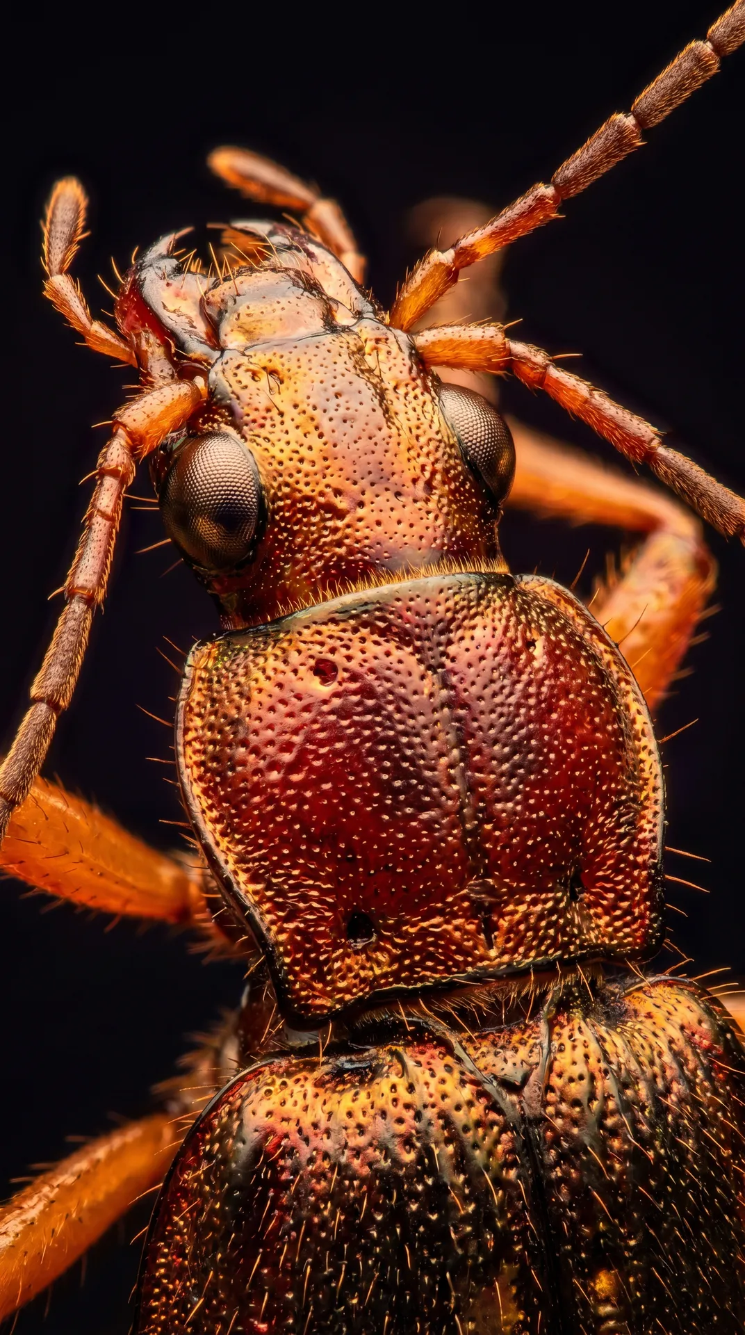 Bombardier Beetle 2