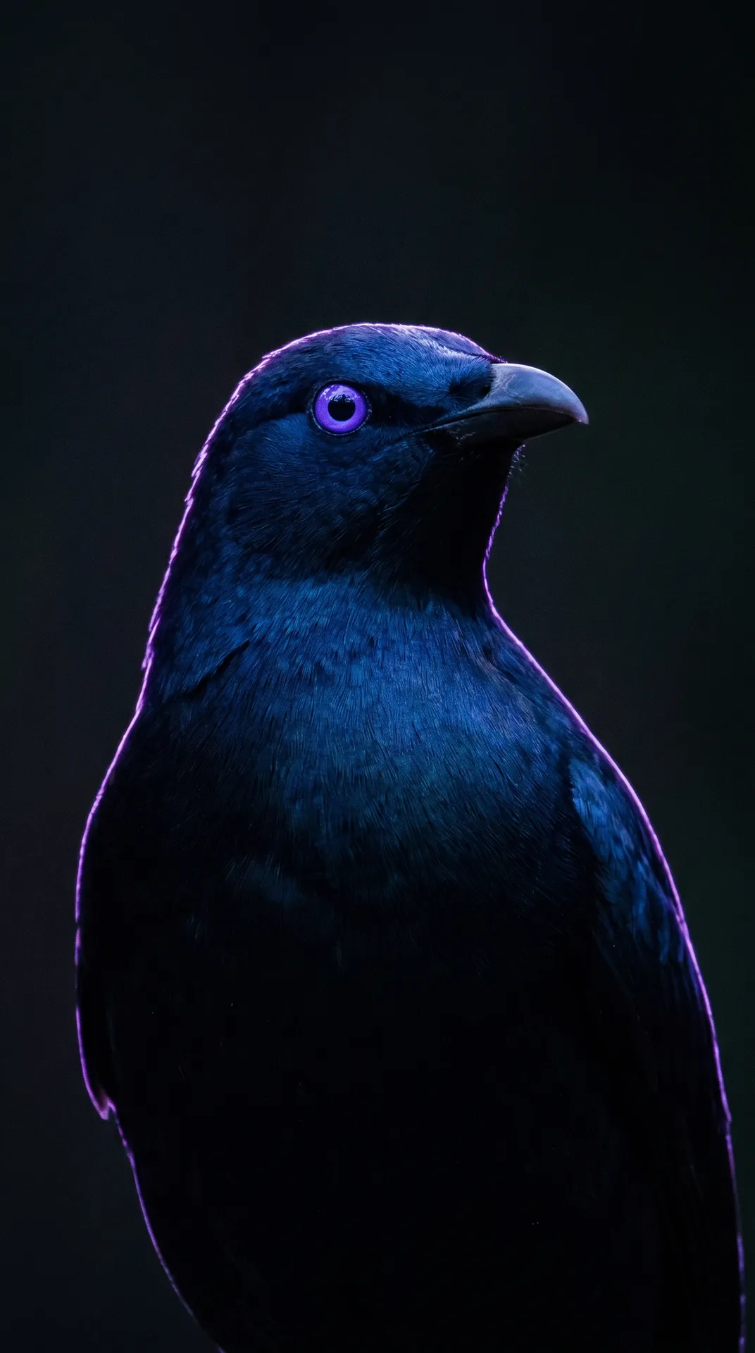 Bowerbird