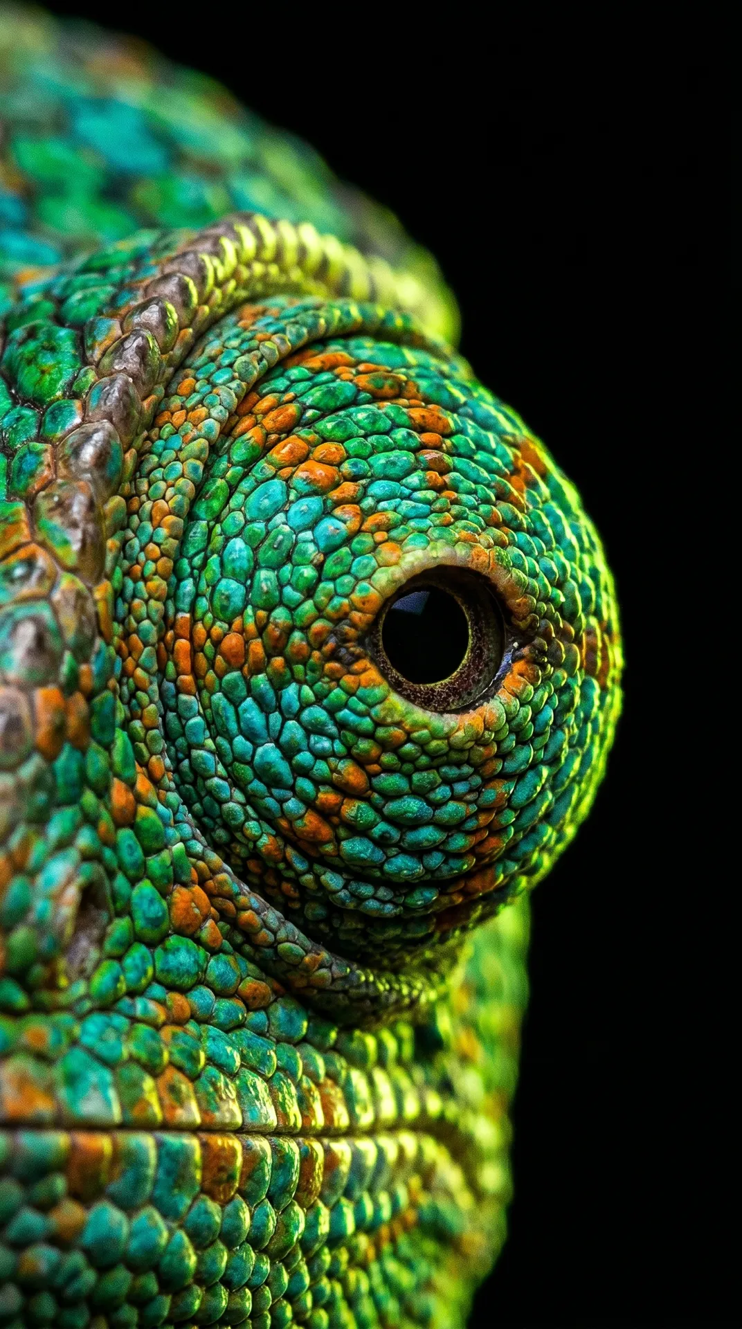 Chameleon 2