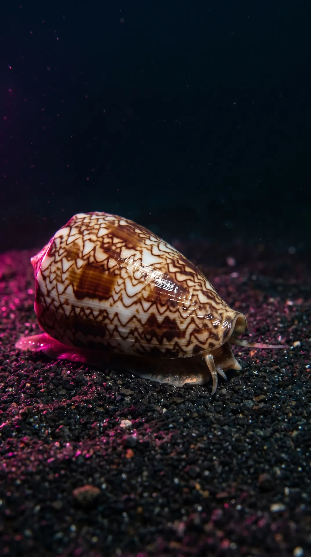 Cone Snail
