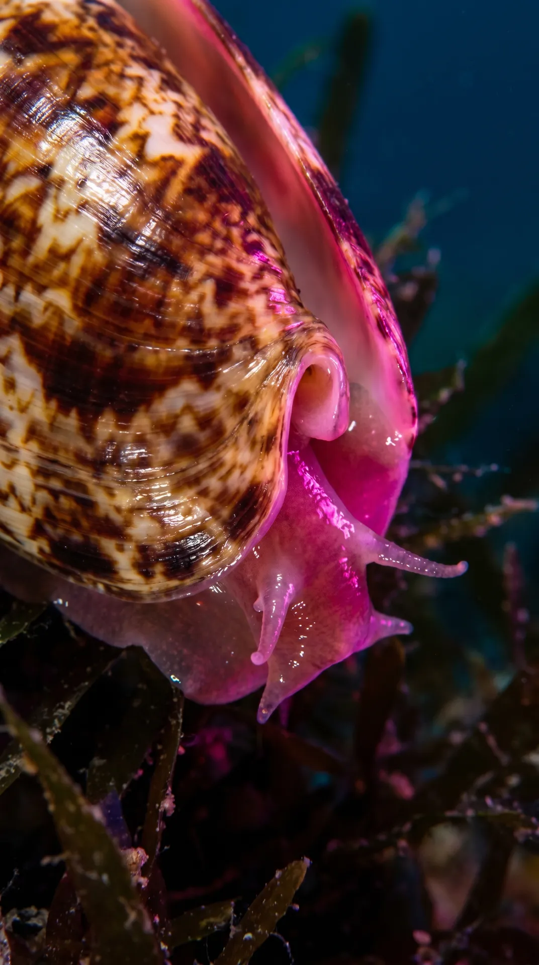 Cone Snail 2