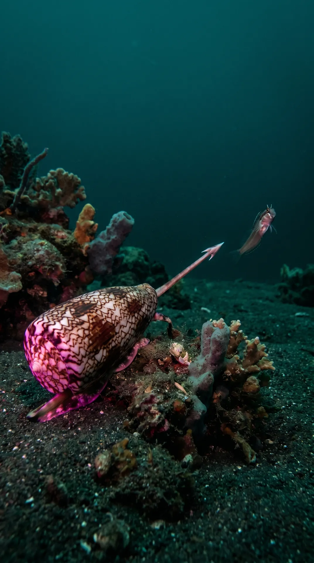 Cone Snail 3