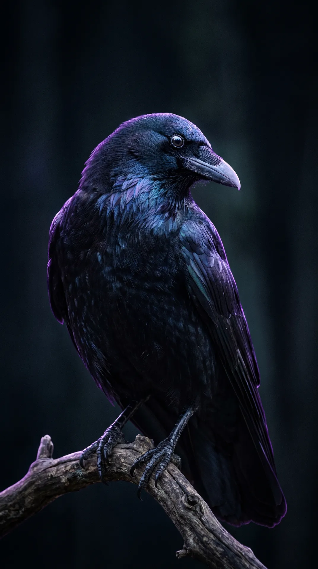 Crow