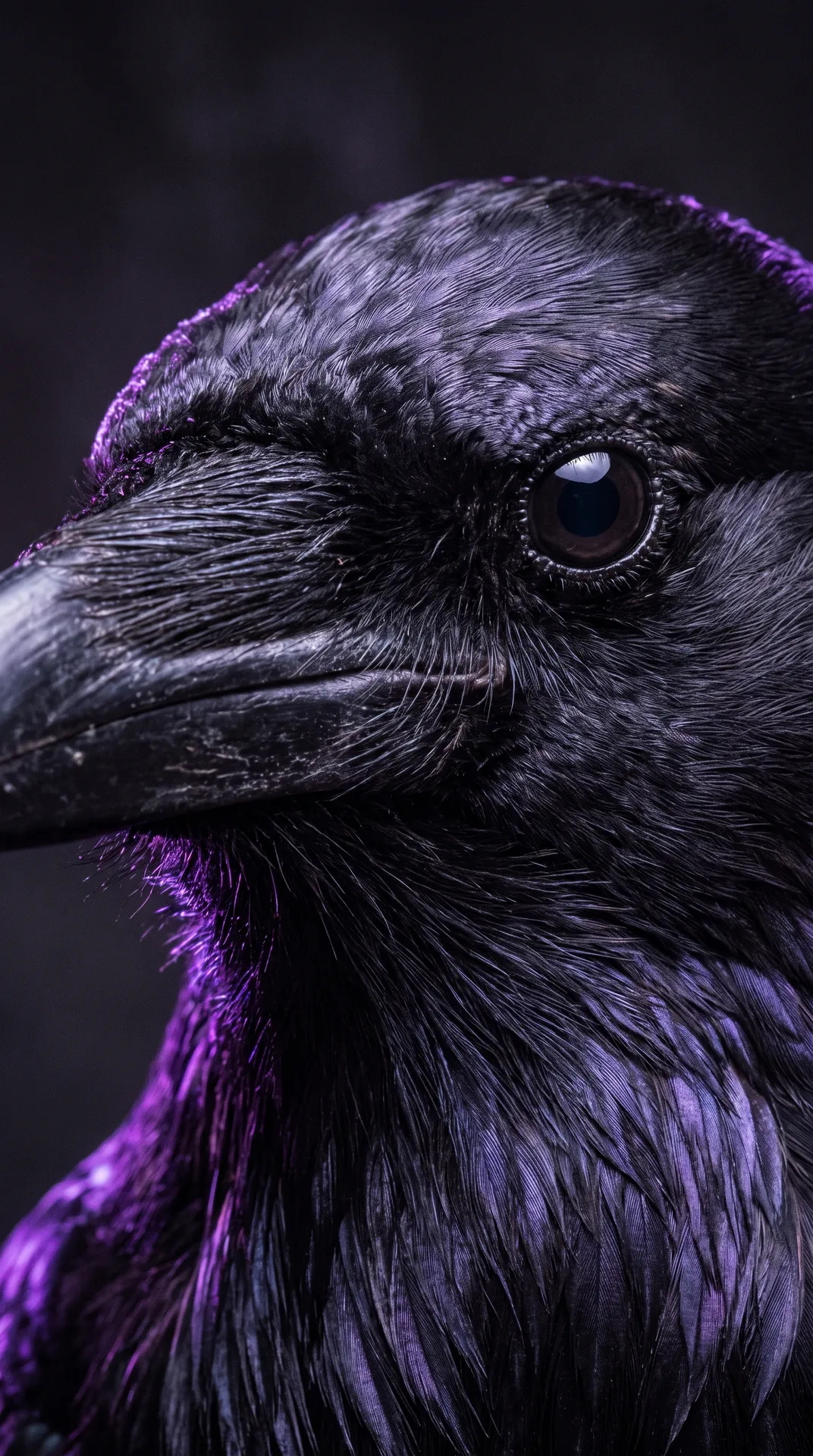 Crow 2