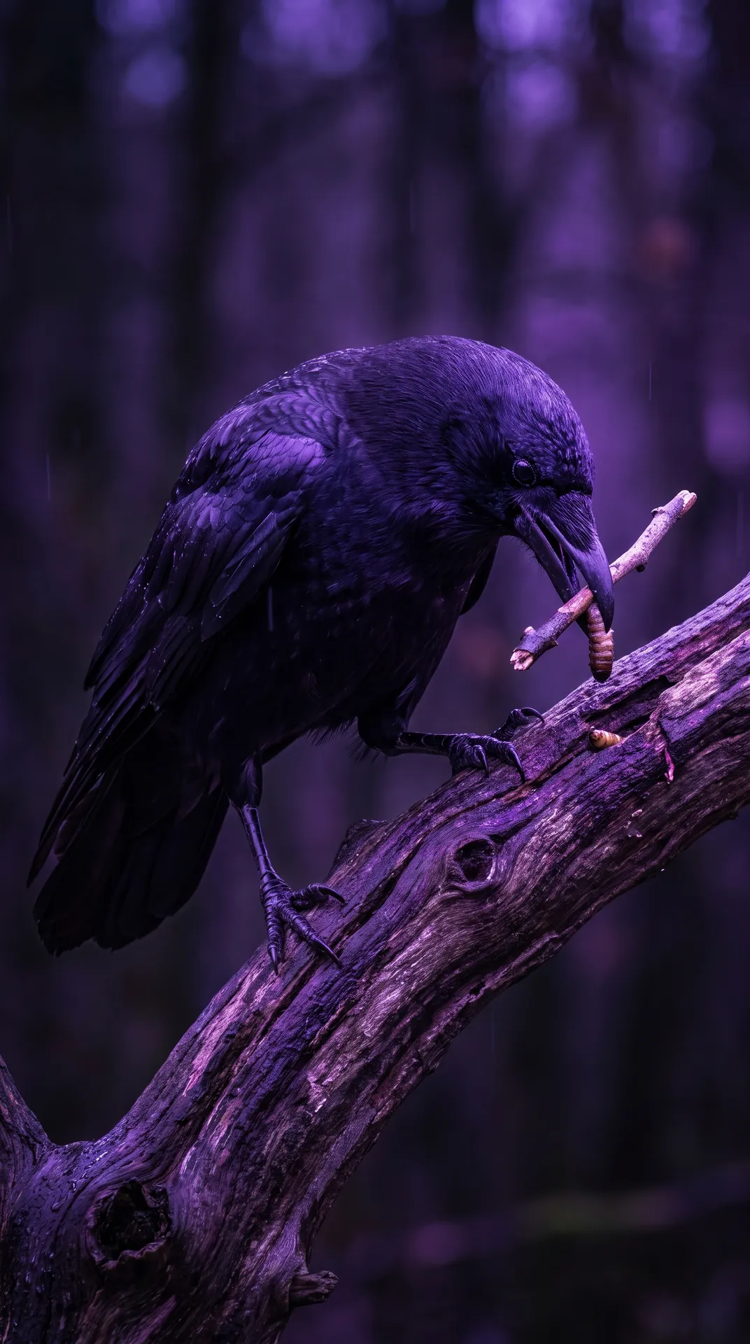 Crow 3
