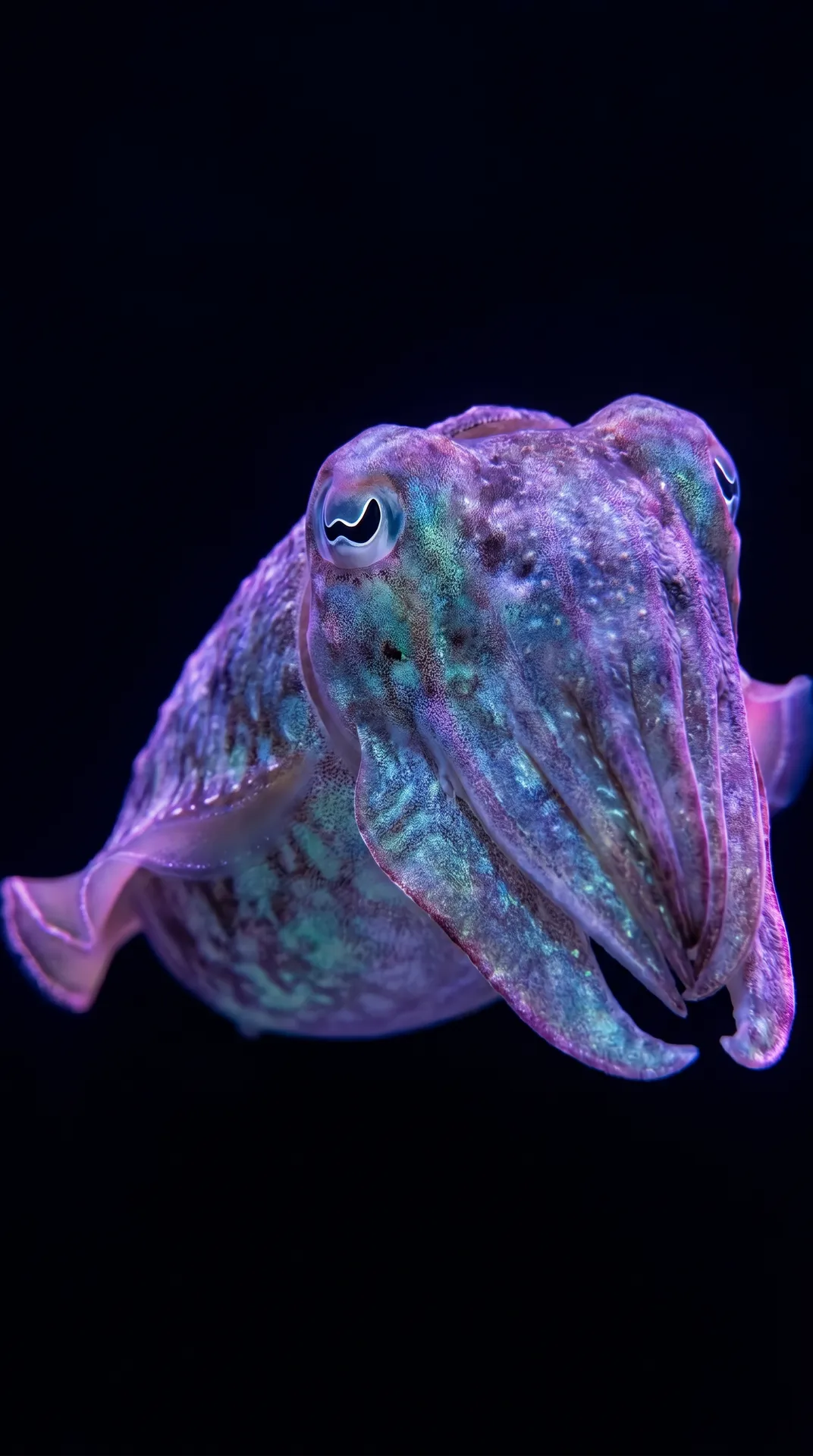 Cuttlefish