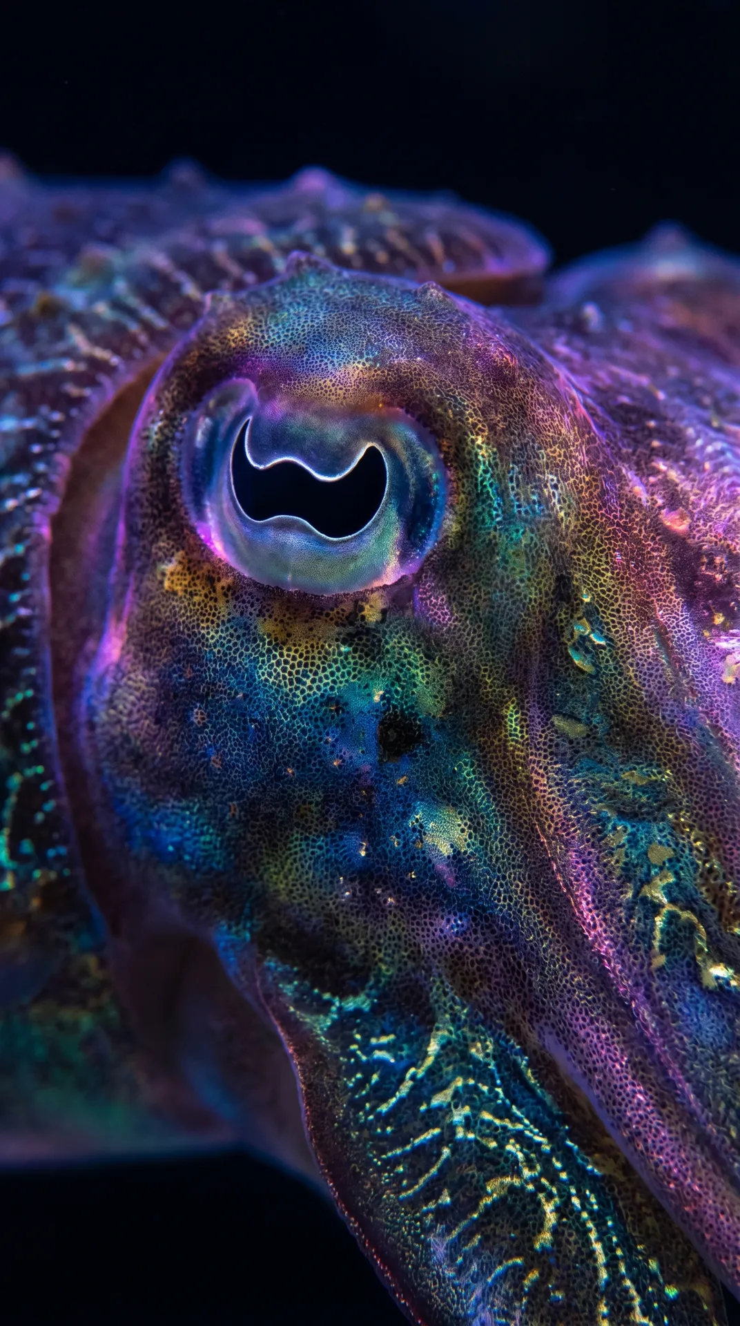 Cuttlefish 2