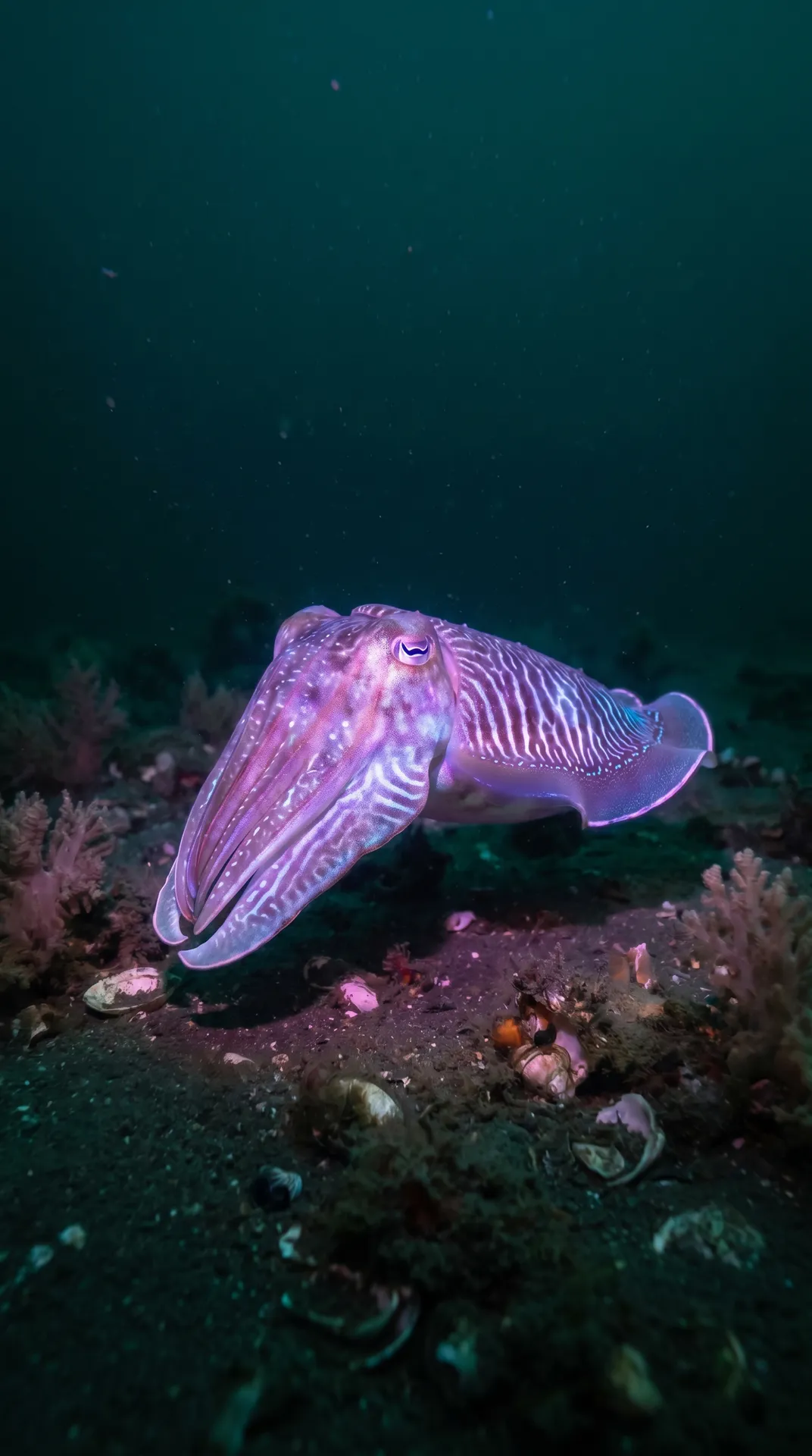 Cuttlefish 3