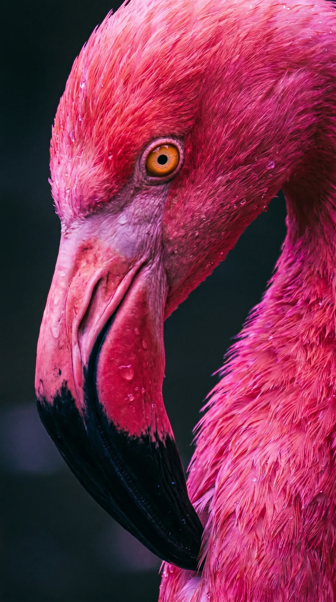 Flamingo 2
