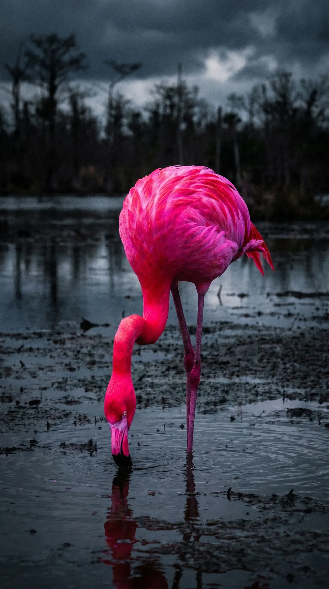 Flamingo 3