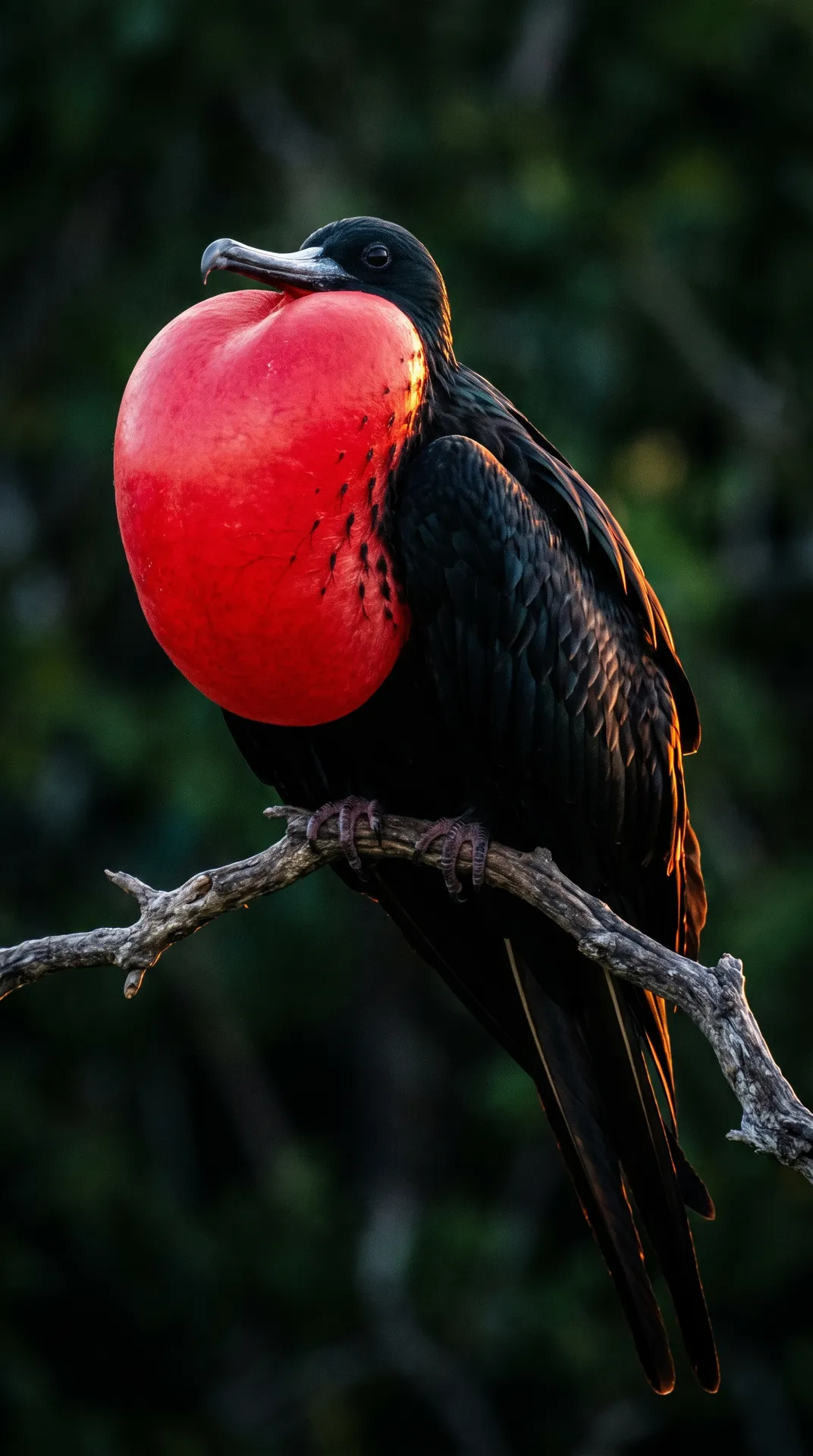 Frigatebird