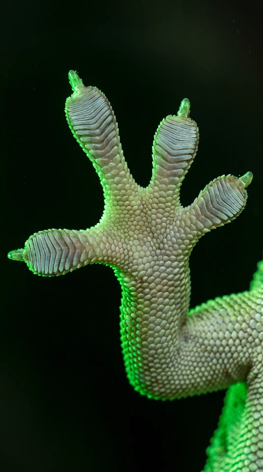 Gecko 2