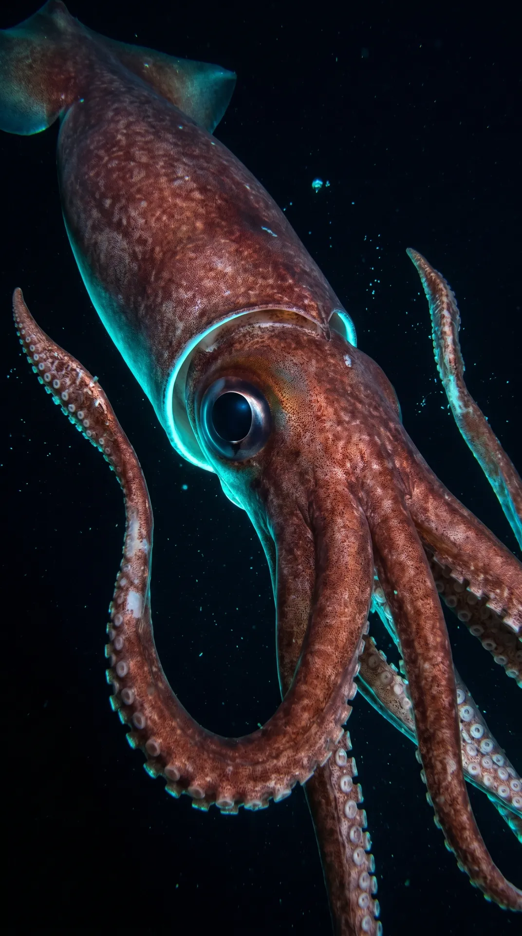 Giant Squid