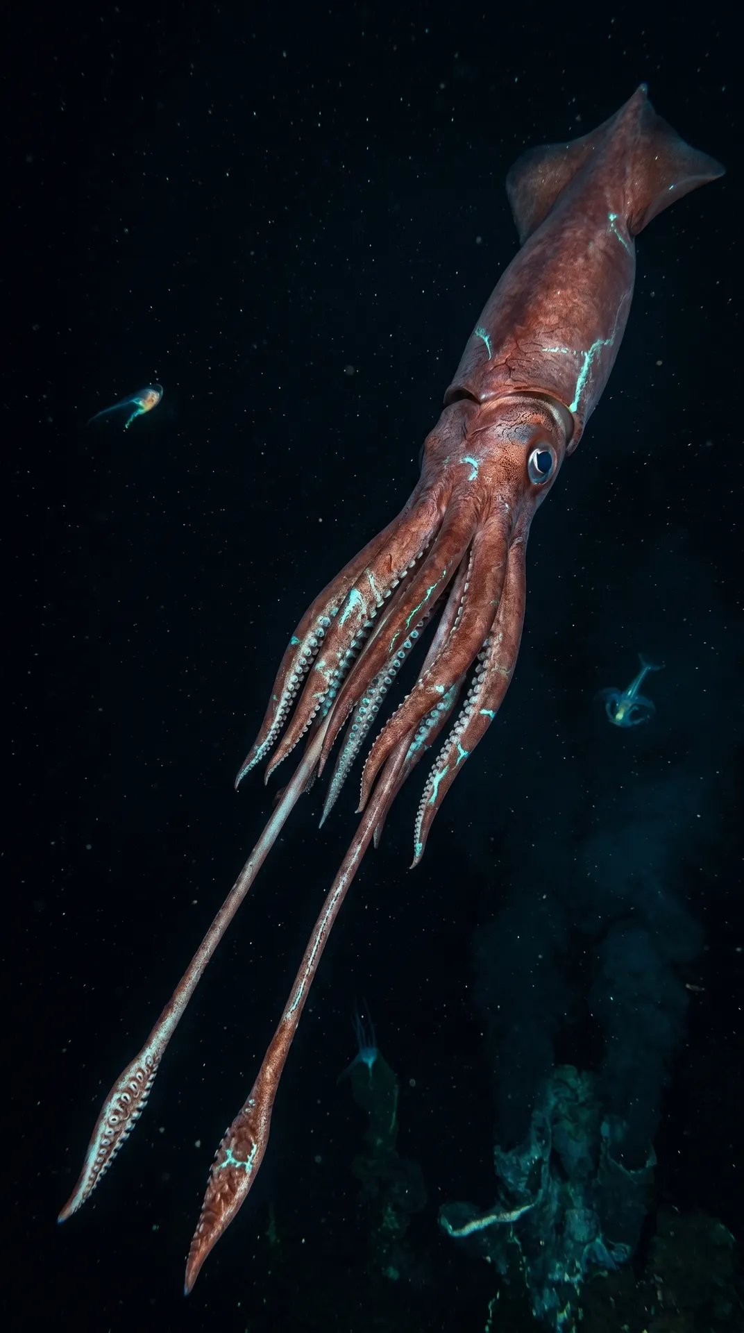 Giant Squid 3