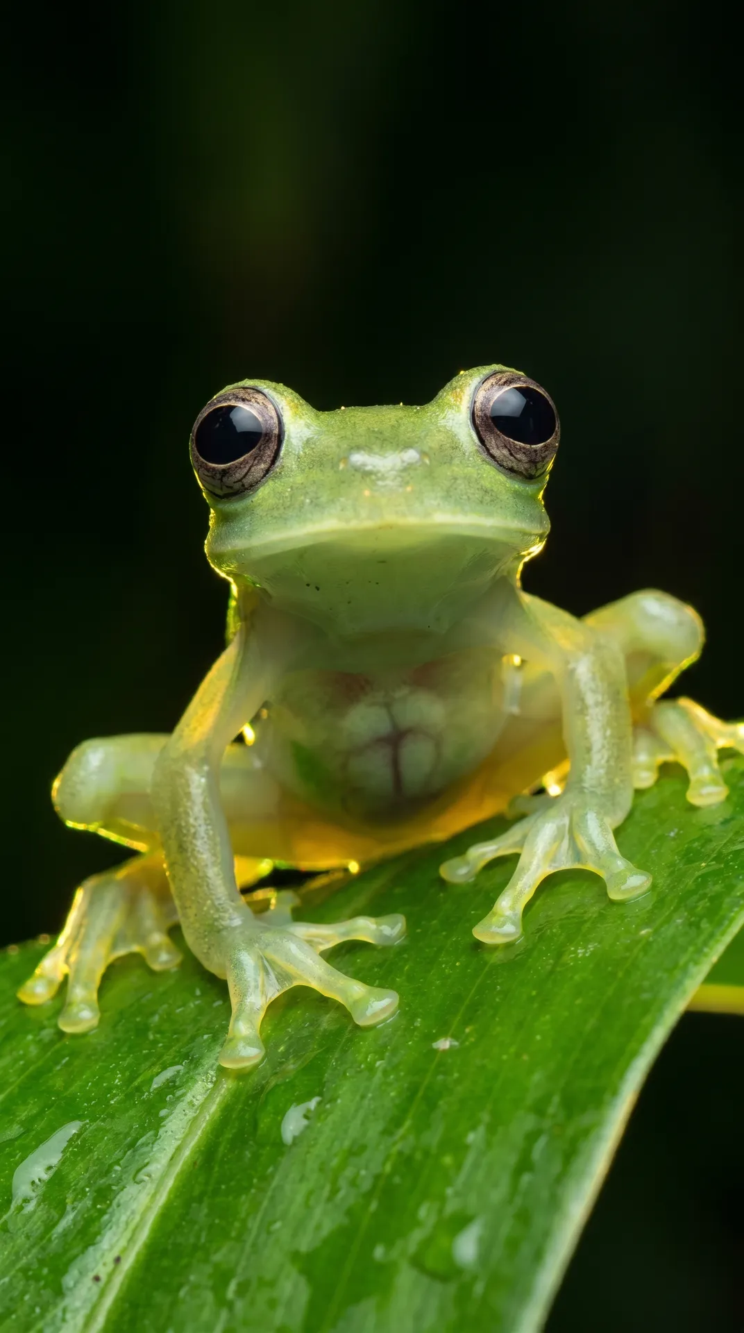Glass Frog