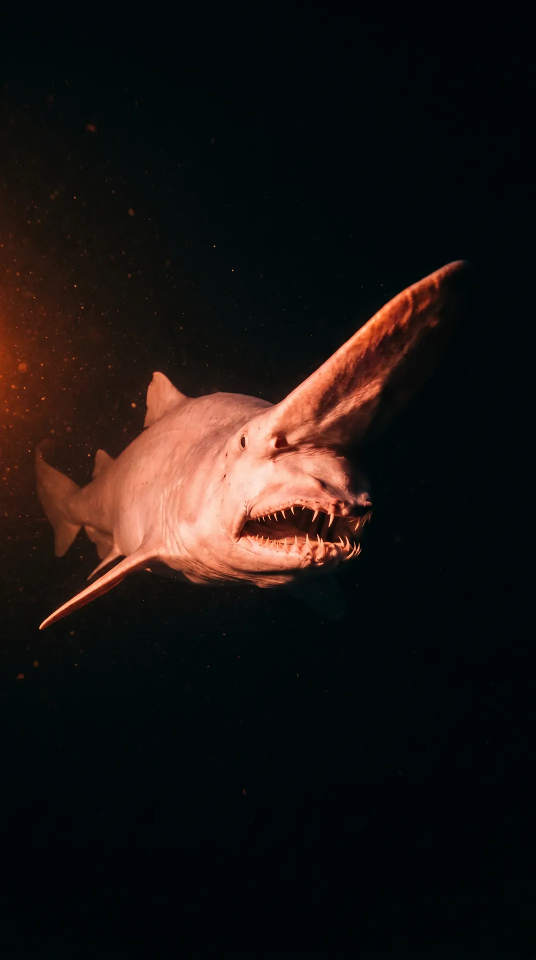 Goblin Shark