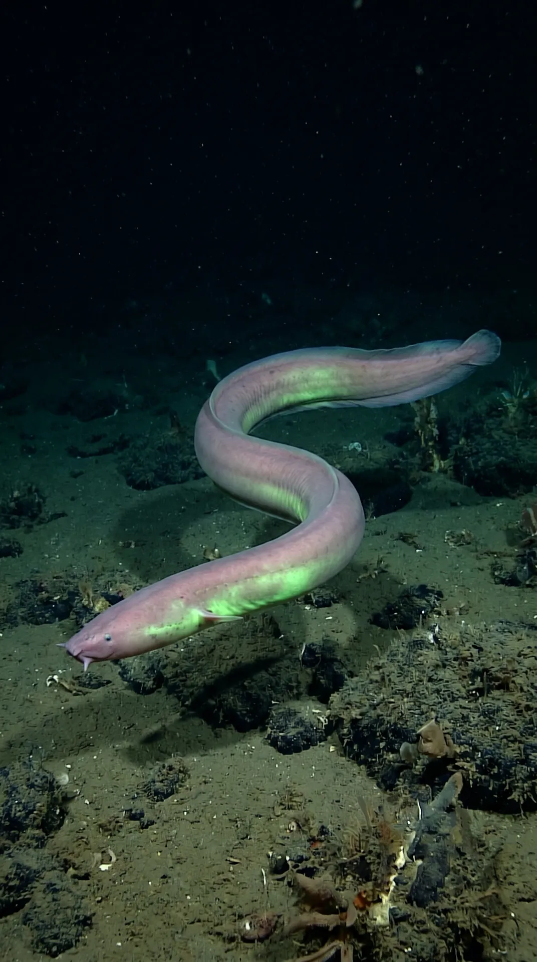 Hagfish 3
