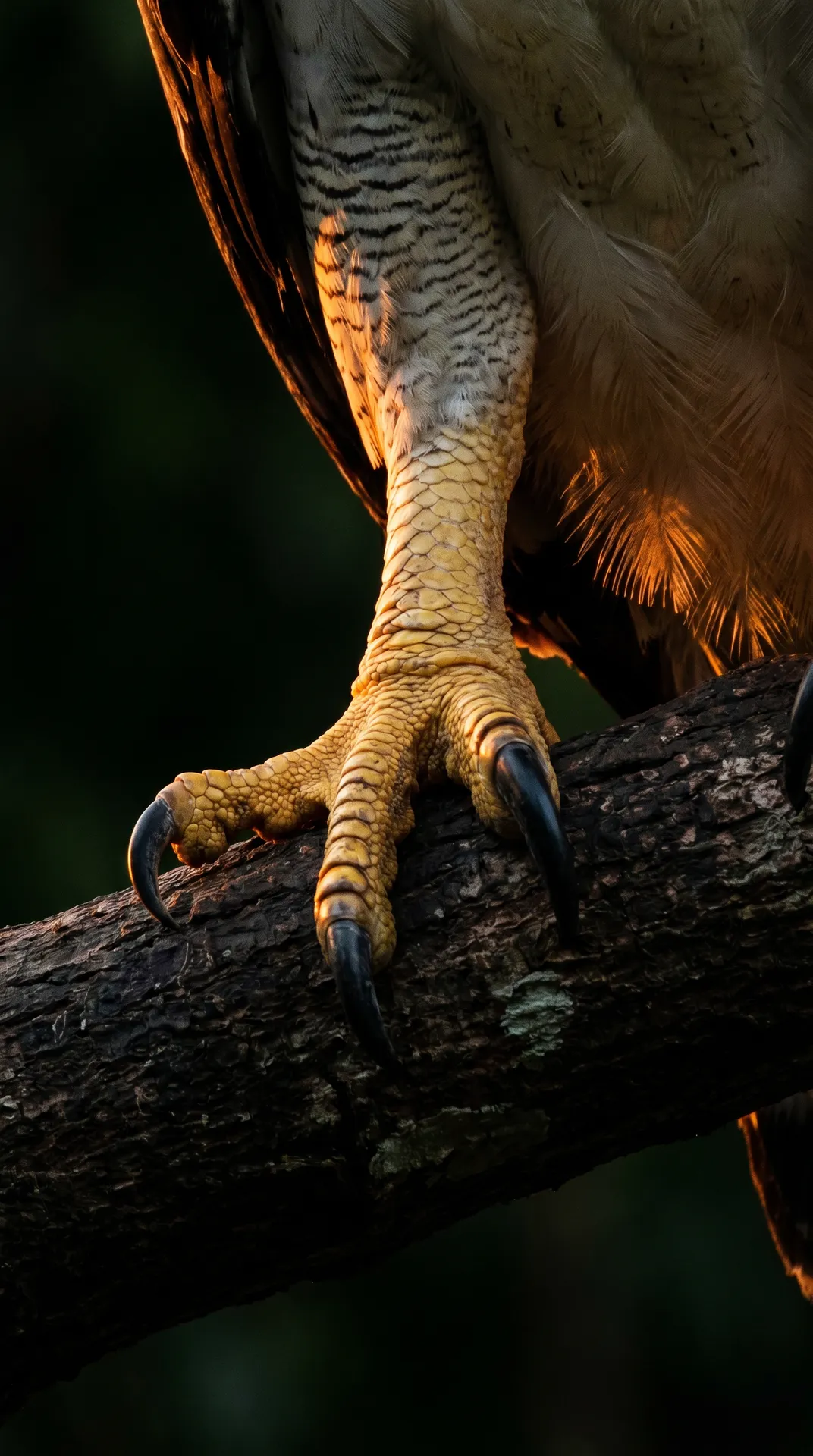 Harpy Eagle 2