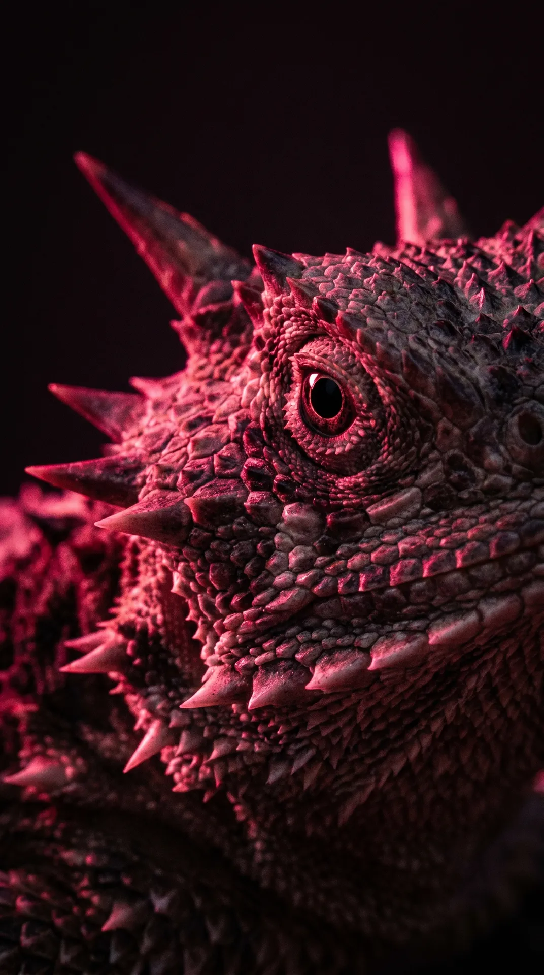 Horned Lizard 2
