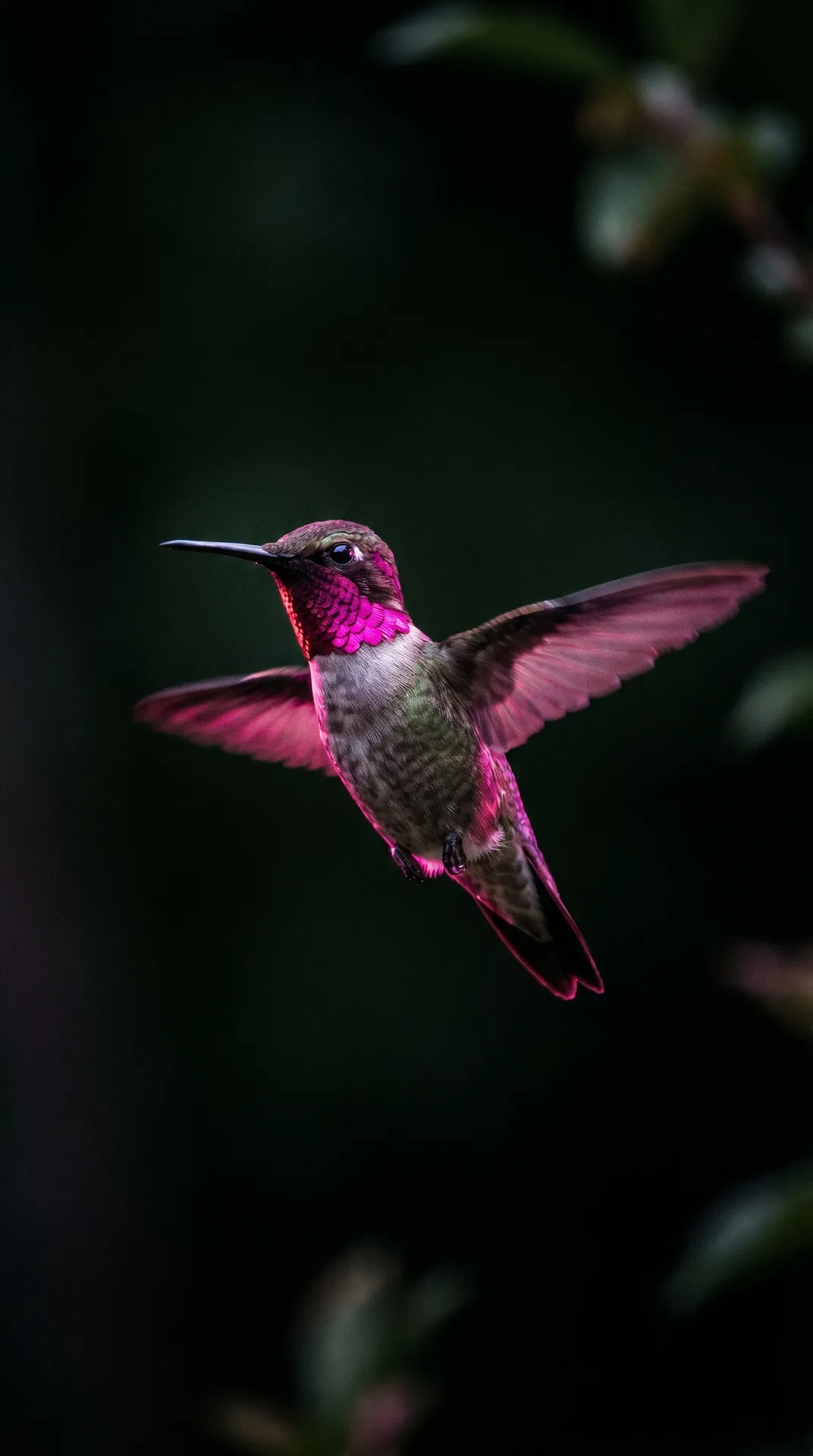 Hummingbird