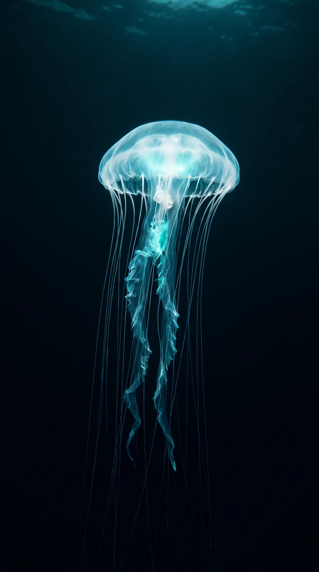 Immortal Jellyfish