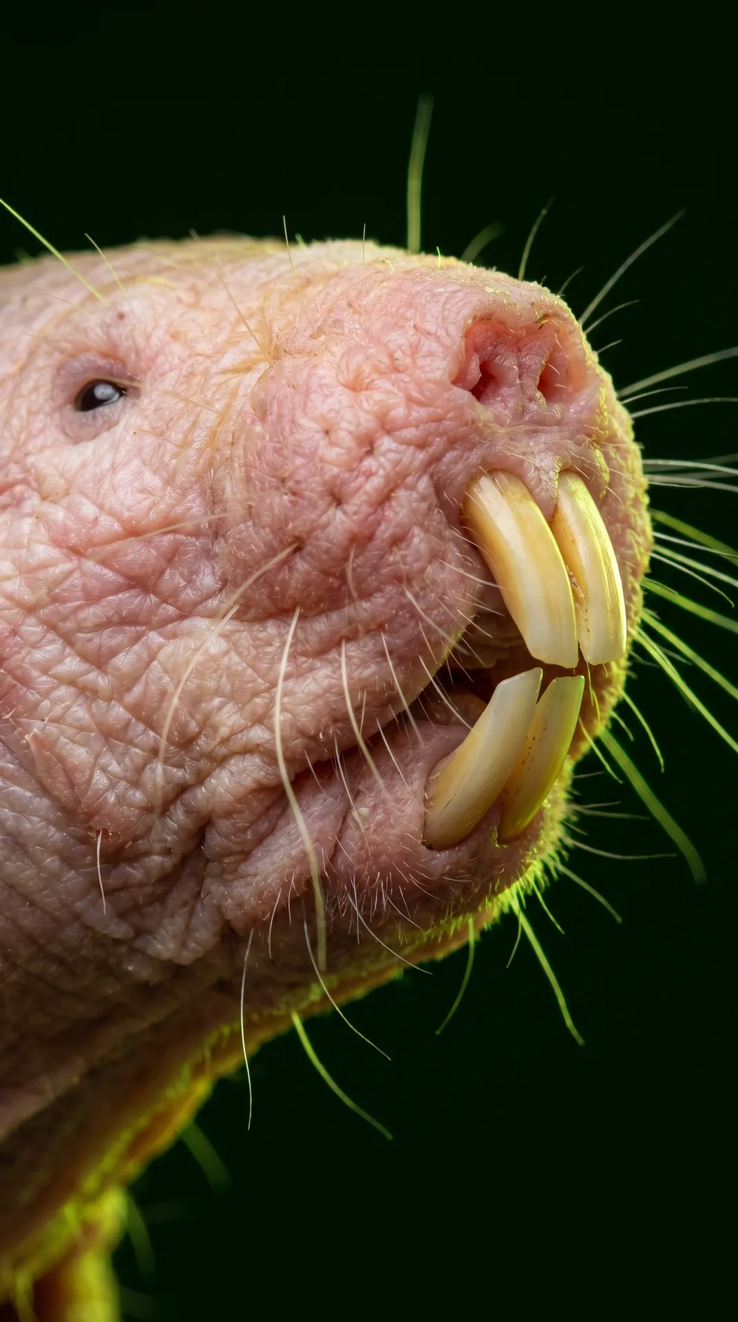 Naked Mole Rat 2