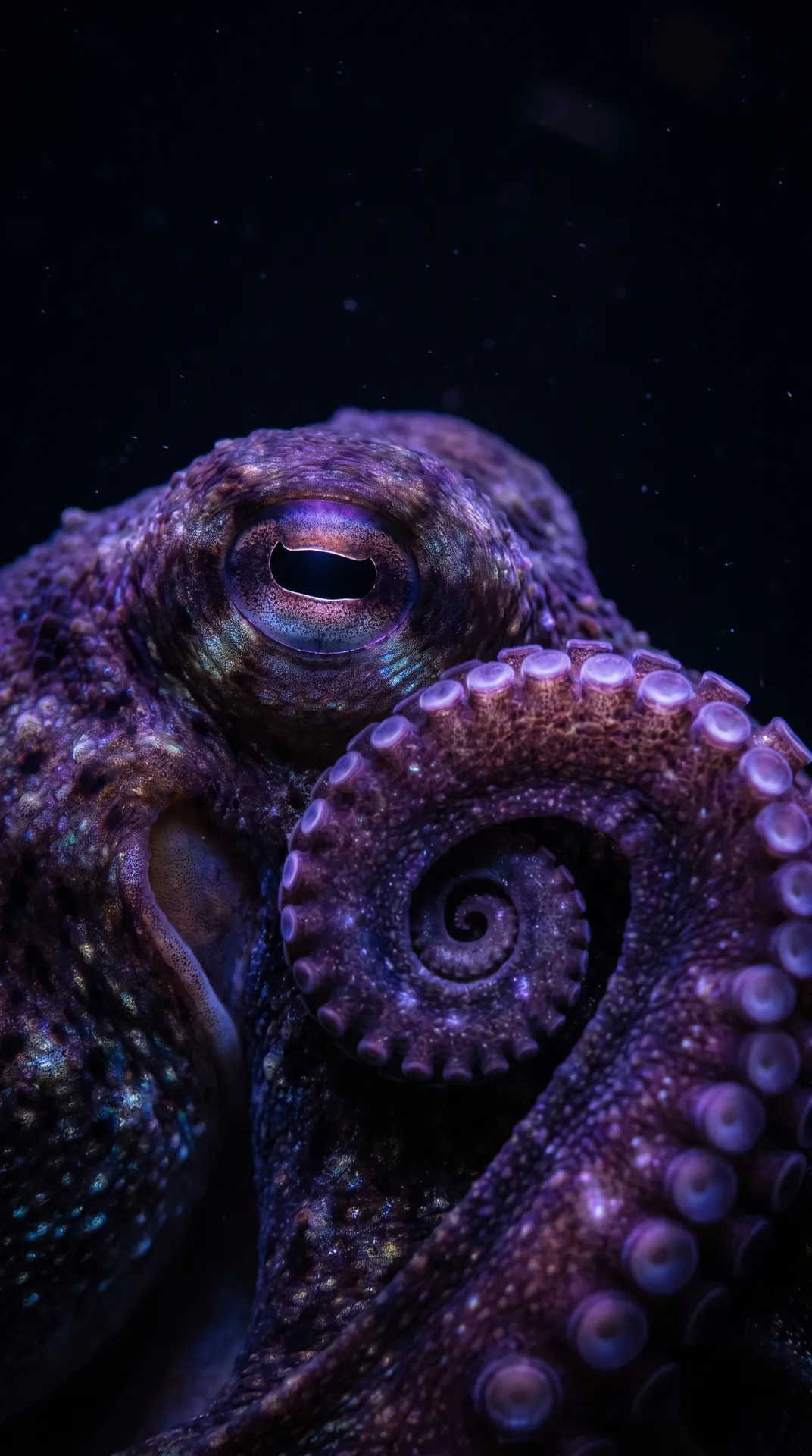 Octopus 2