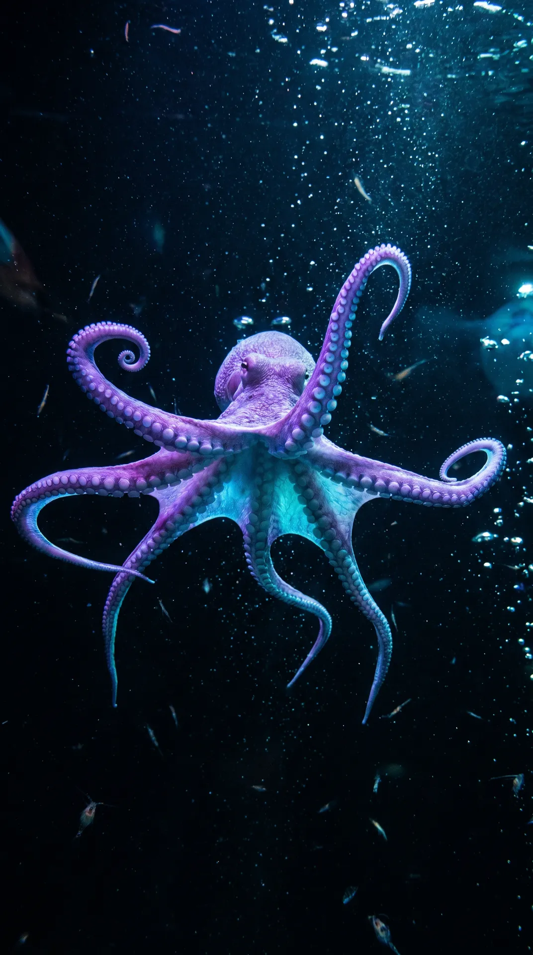 Octopus 3