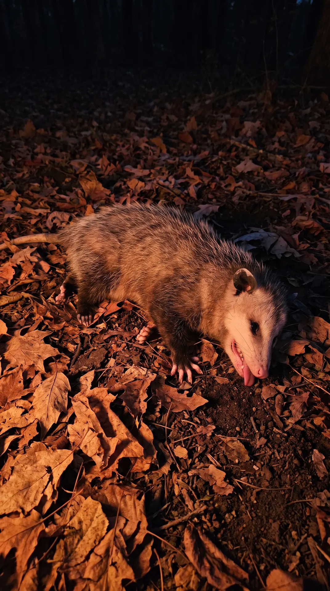 Opossum 3