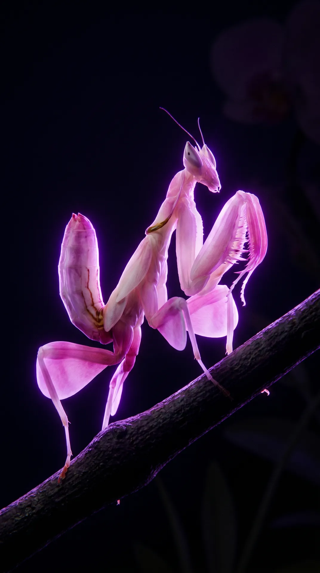 Orchid Mantis