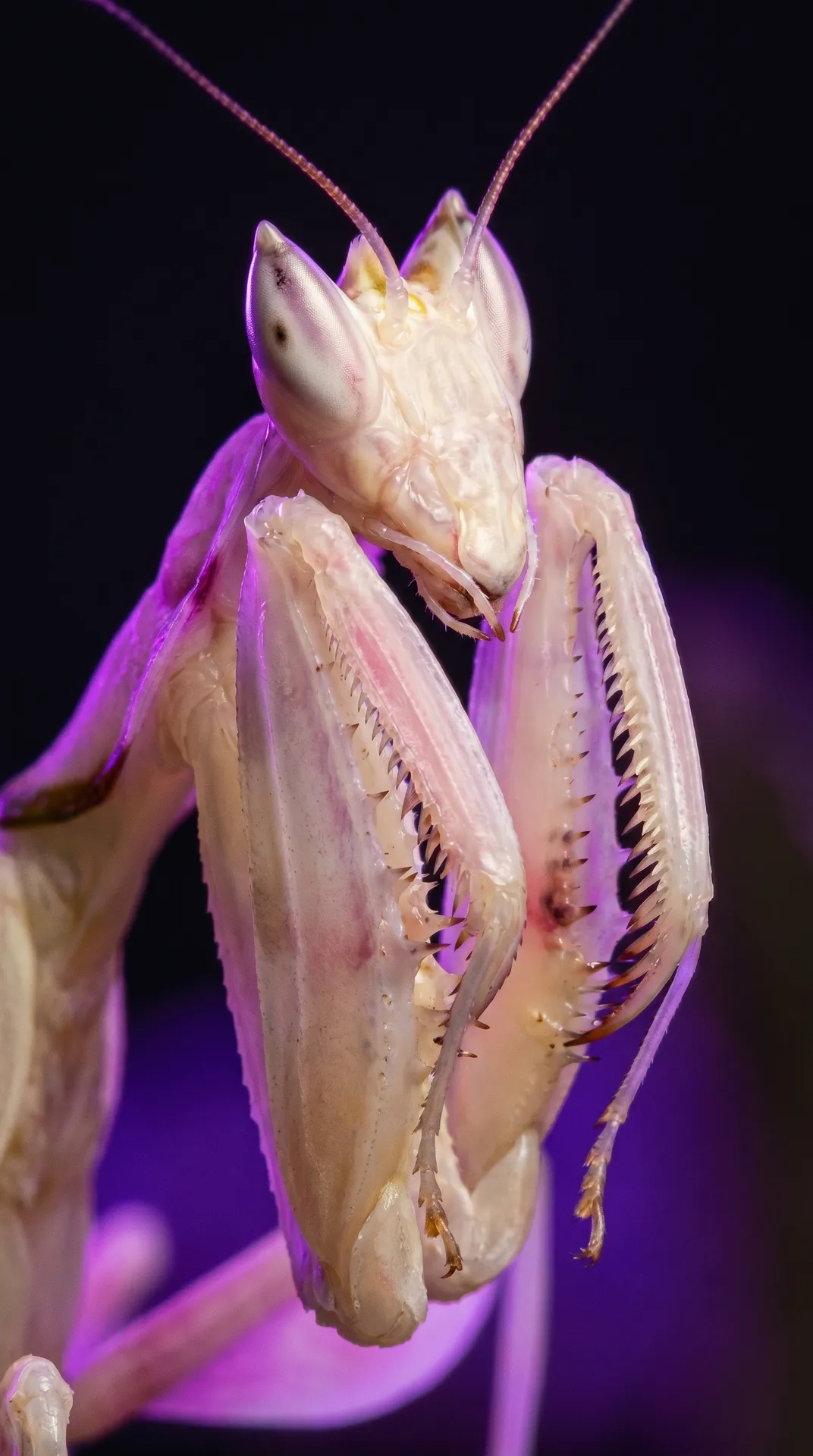 Orchid Mantis 2