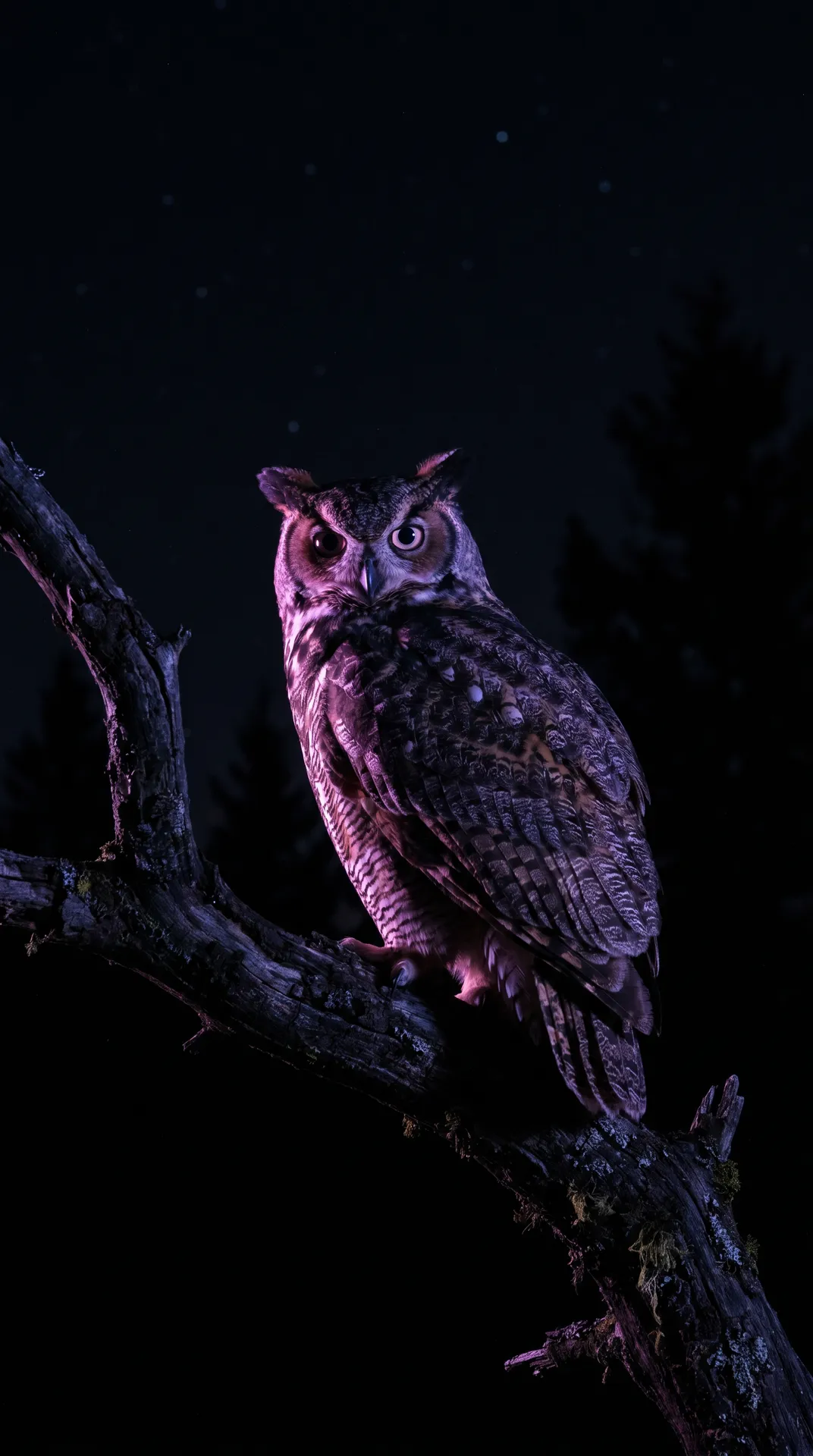 Owl 3
