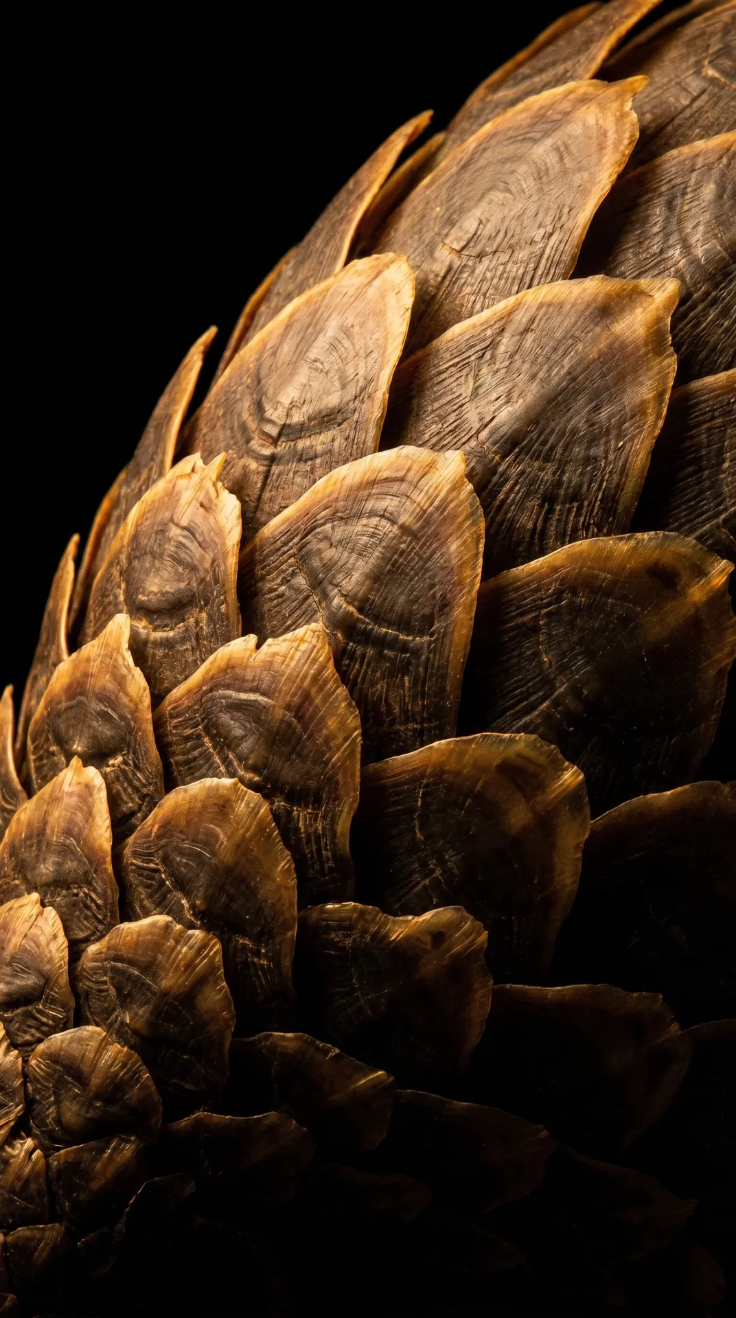 Pangolin 2