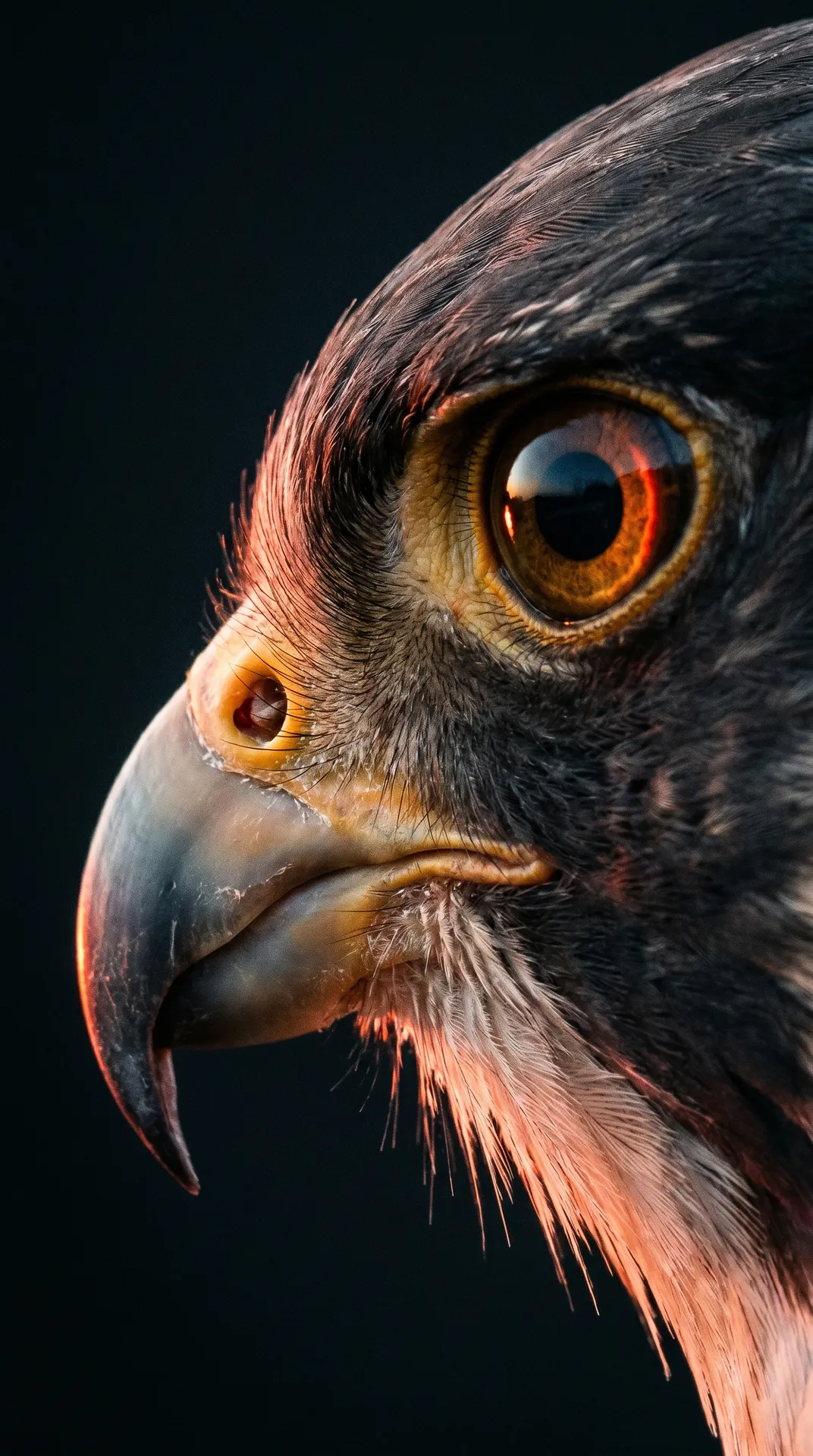 Peregrine Falcon 2