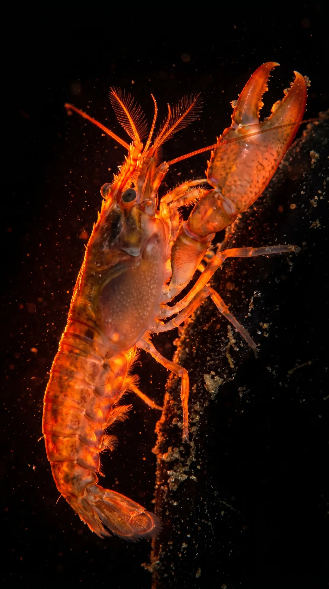 Pistol Shrimp