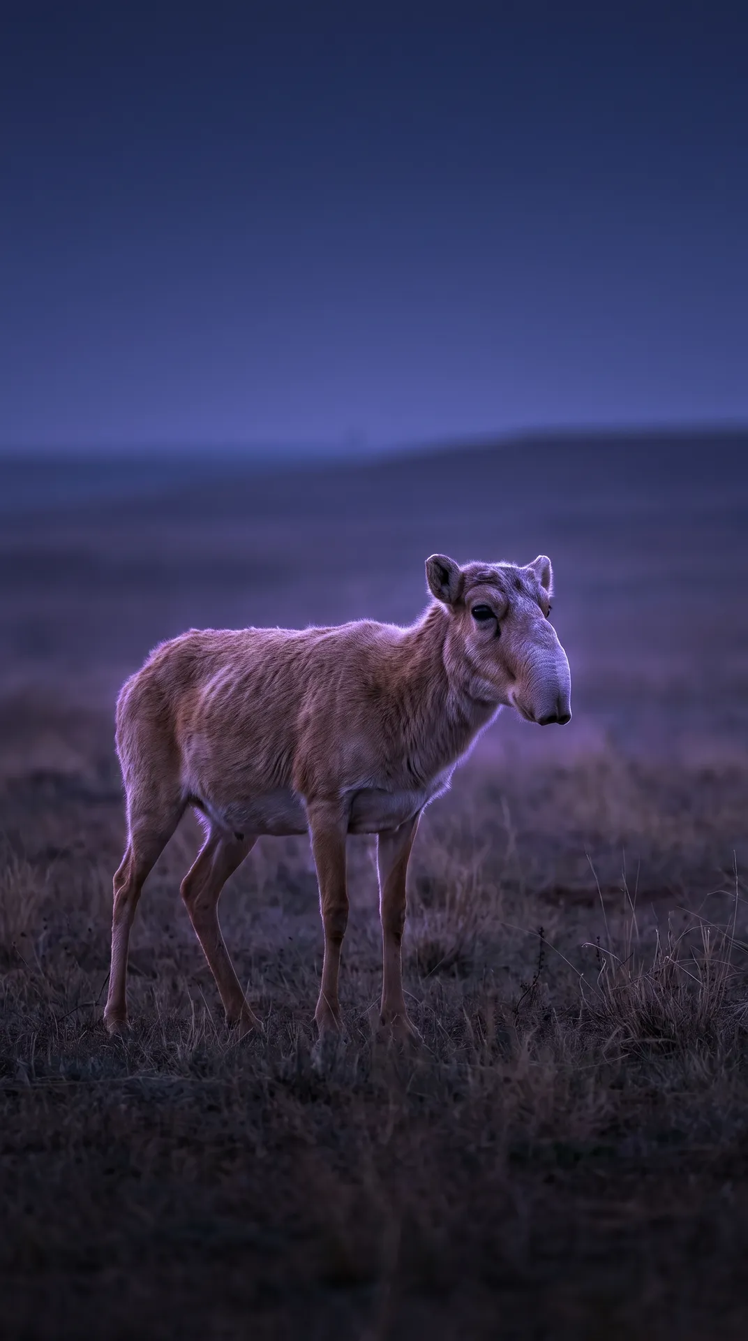 Saiga Antelope