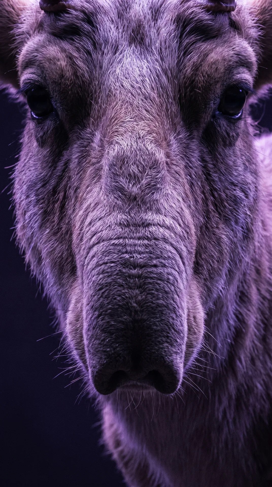 Saiga Antelope 2