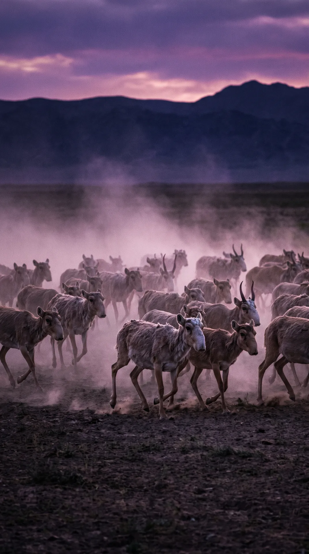 Saiga Antelope 3