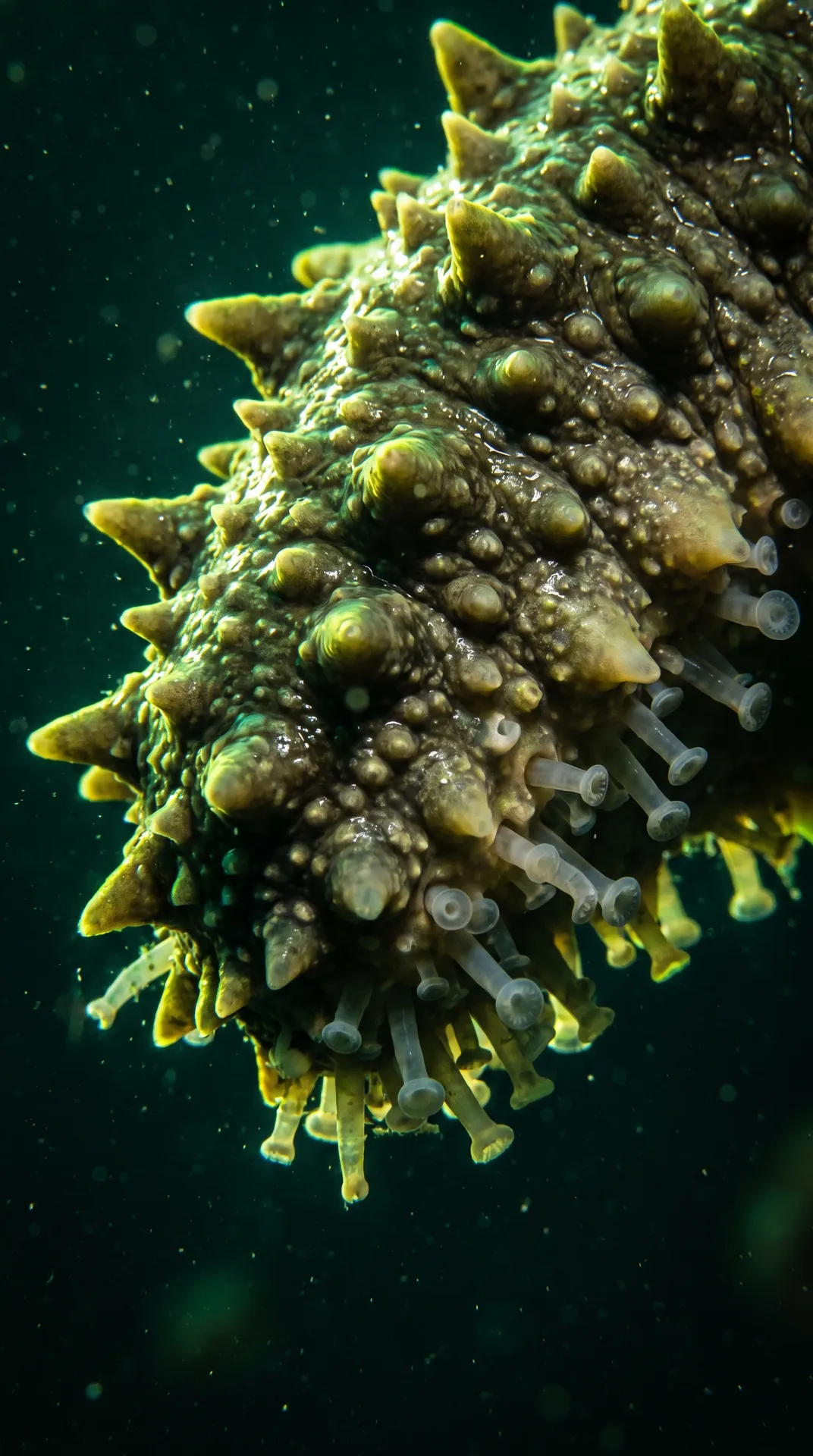 Sea Cucumber 2