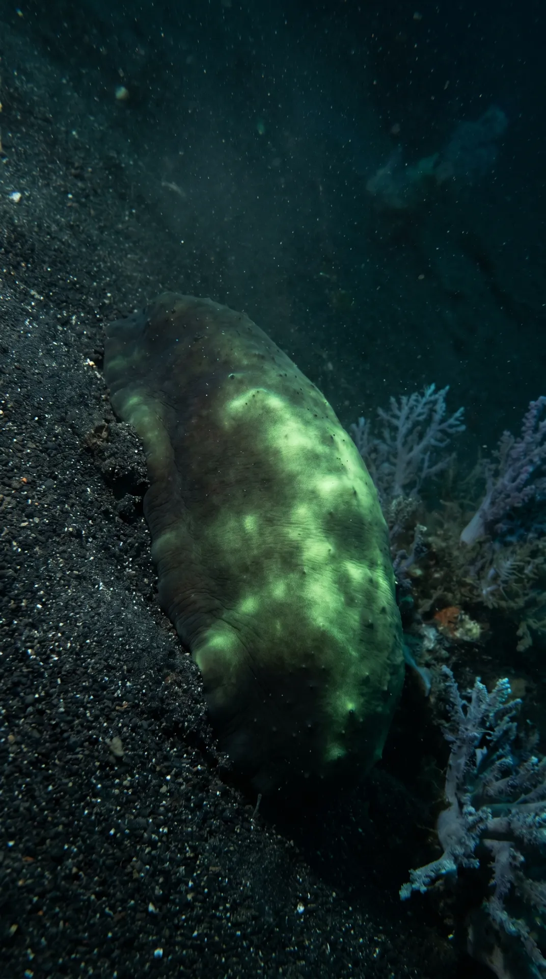 Sea Cucumber 3