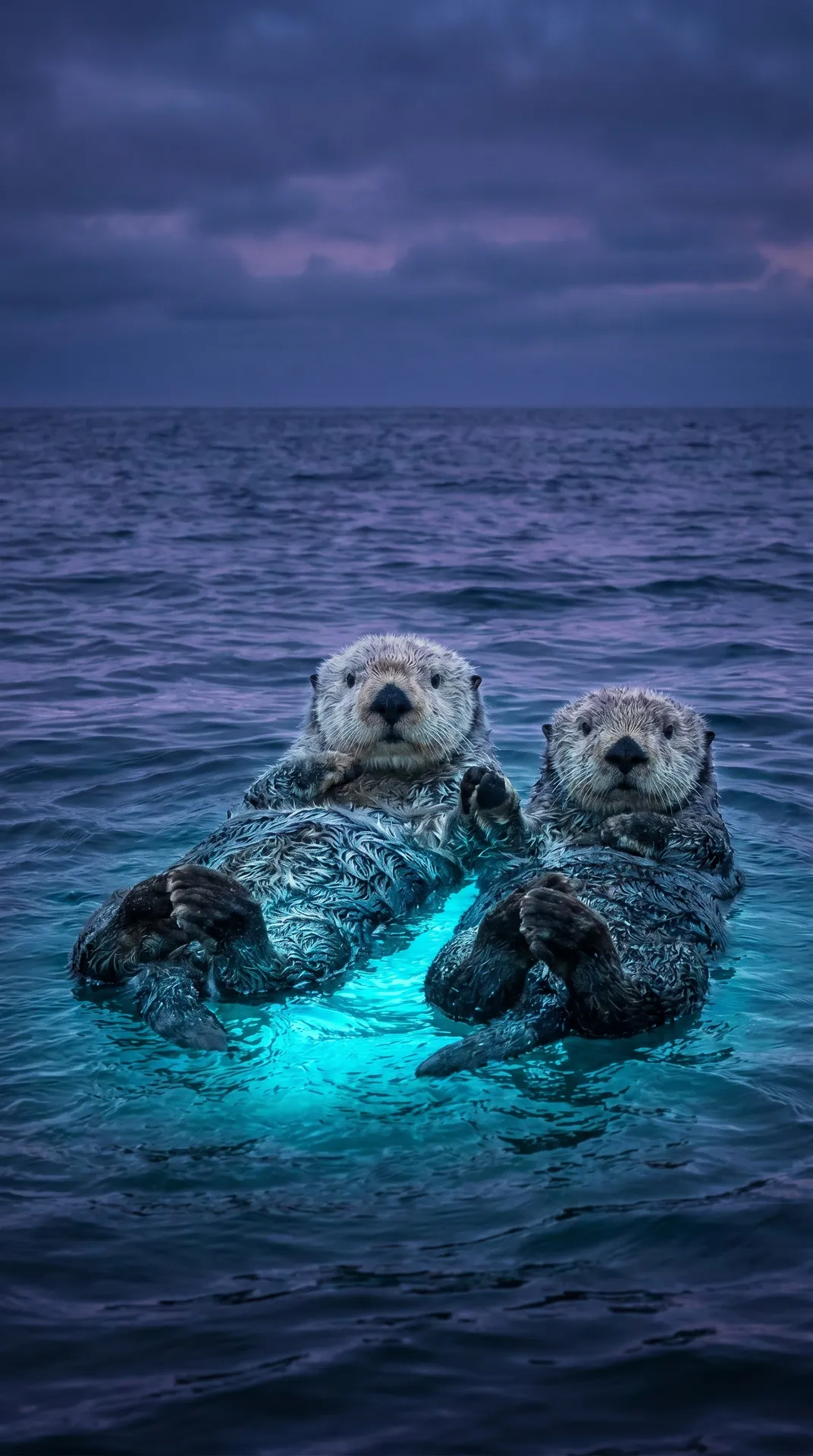 Sea Otter 2