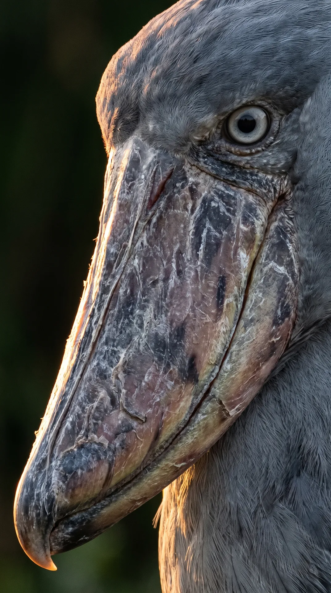 Shoebill Stork 2