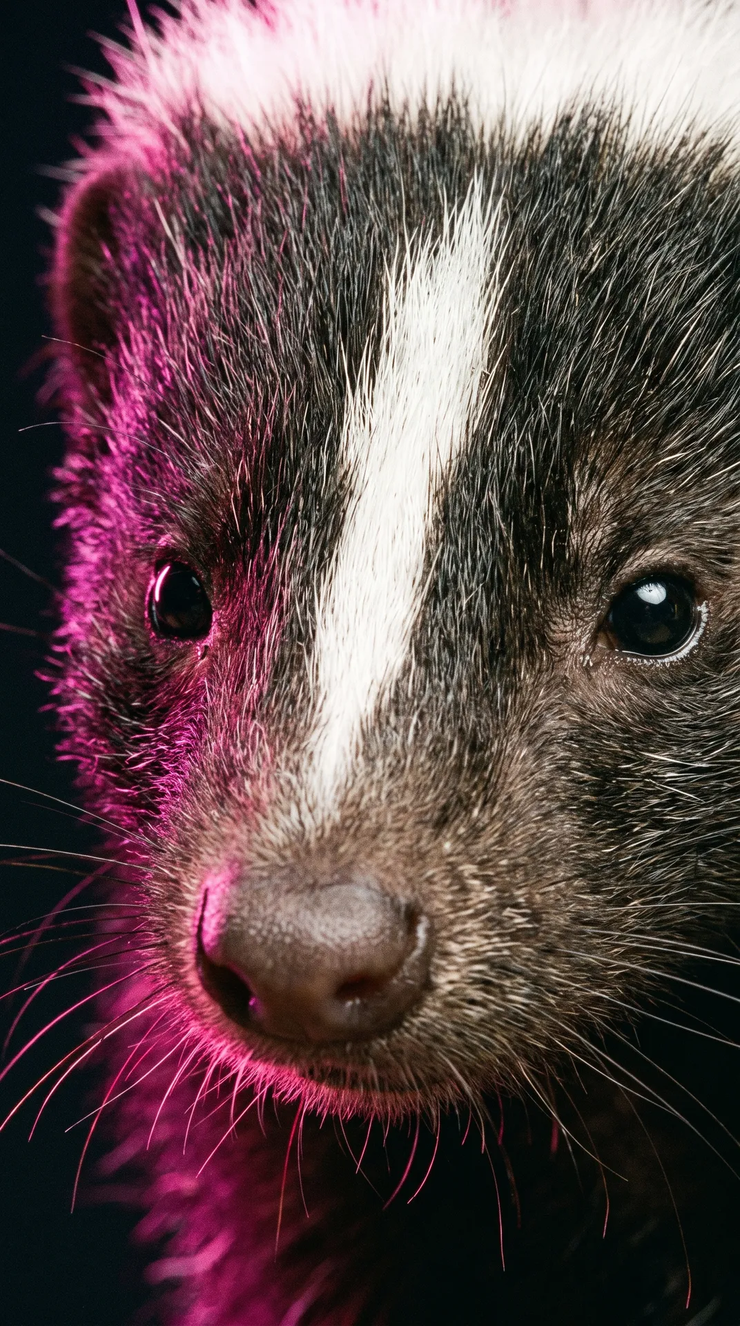 Skunk 2