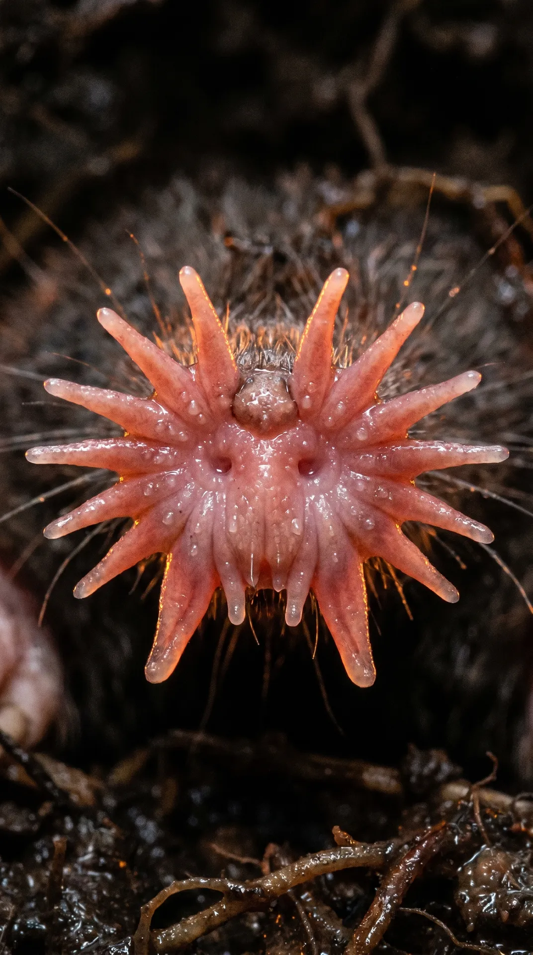 Star-Nosed Mole 2